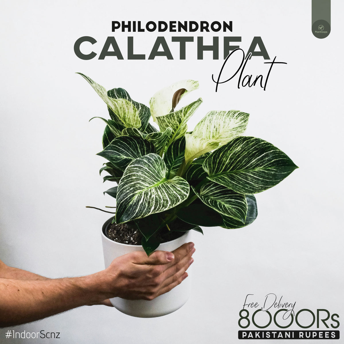 philodendron kathaleen CALATHEA PHILODENDRON – Plantroops