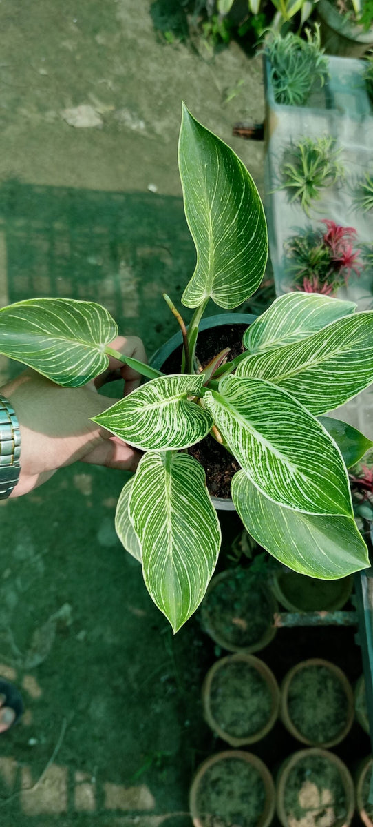 CALATHEA PHILODENDRON – Plantroops