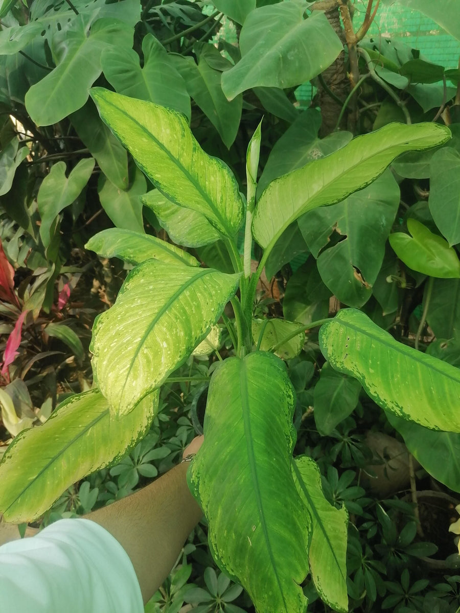 dieffenbachia verde Dieffenbachia Seguine Plant – Plantroops