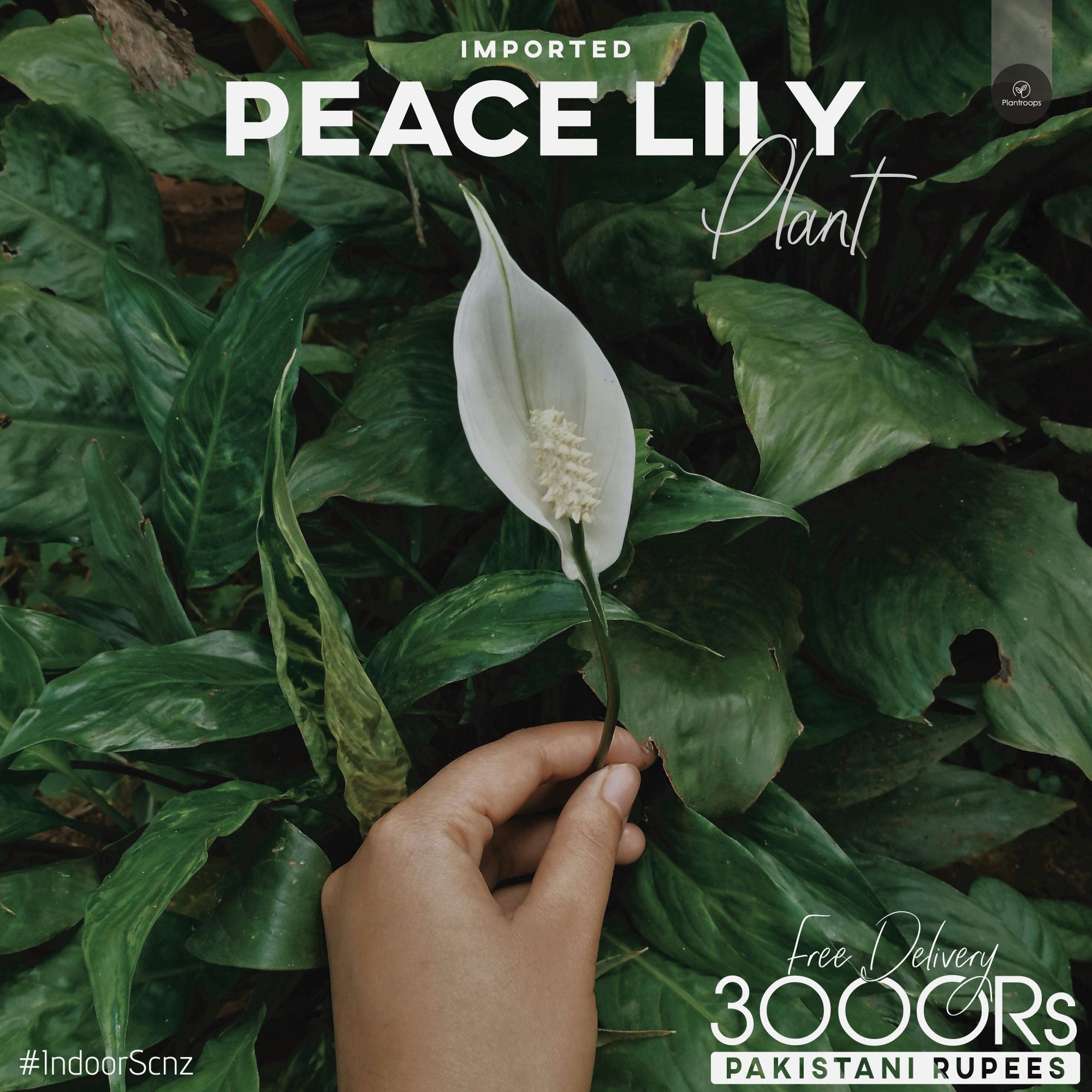 PEACE LILY Plant