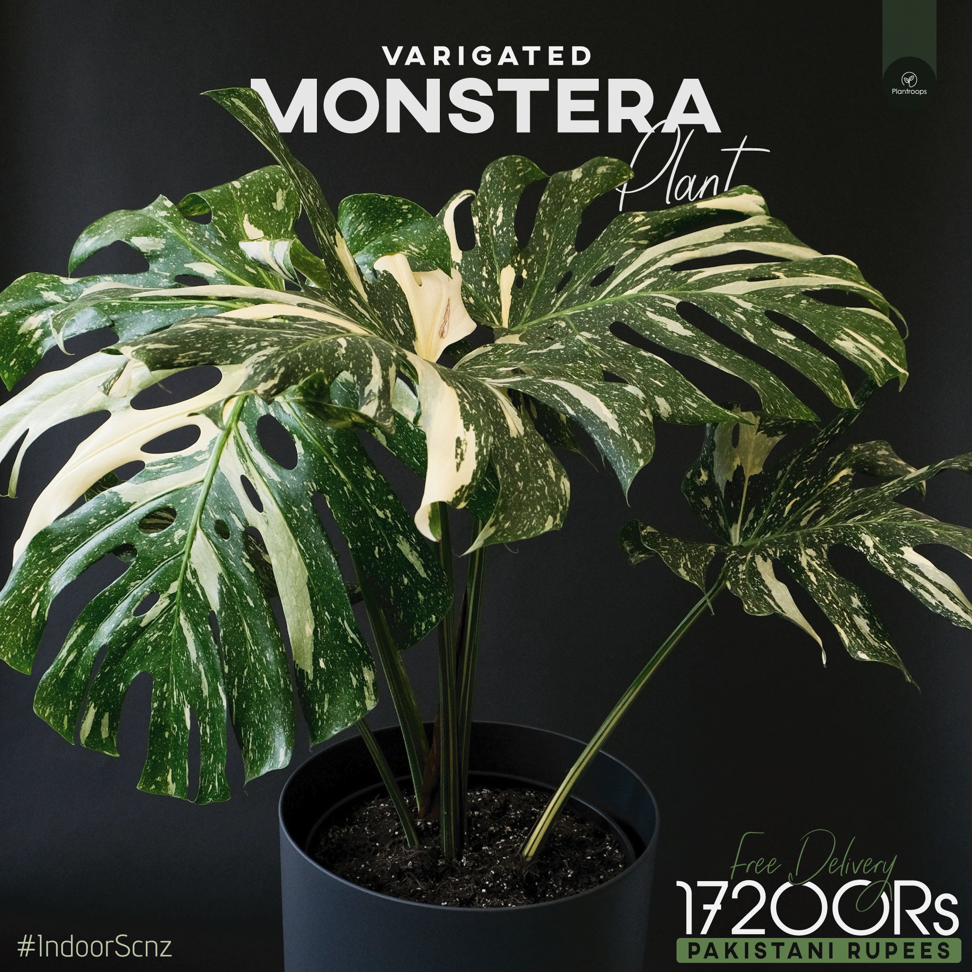 half moon monstera plant Variegated Monstera Plant || Albo Monstera Plant || Half Moon Monstera – Plantroops