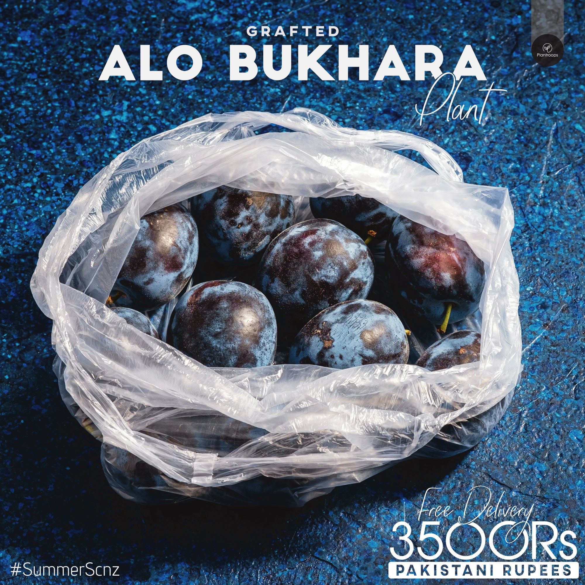 Grafted Aloo Bukhara Plant for Sale | Indian Plum, Black Plum, Cherry ...
