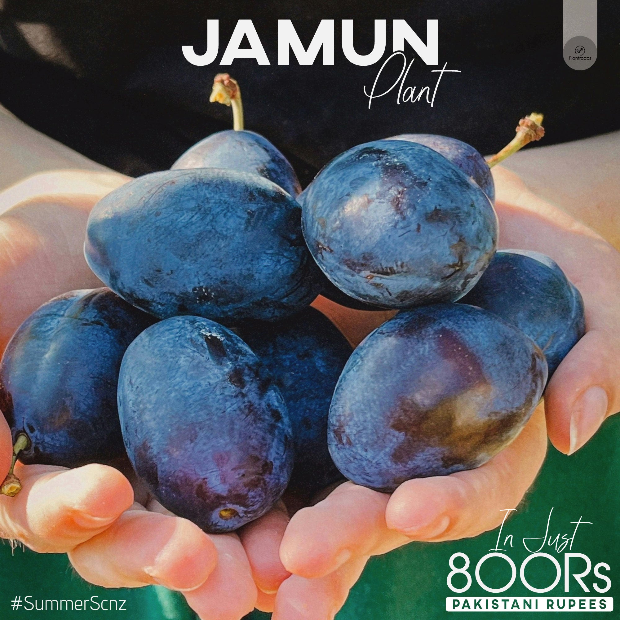 Jaman Plant || Java plum Plant || black plum Tree – Plantroops