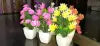 Mini Decoration Flower Pot Pack of 4-MIX COLOUR-BY HK DEALER