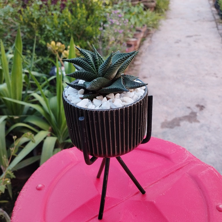 Ceramic Pot 3 inches with Metal stand (without Plant) for indoor Plants , Succulents & Cactus