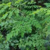 Moringa / Sohanjna Tree Plant Flower Seeds - High Germination Rate