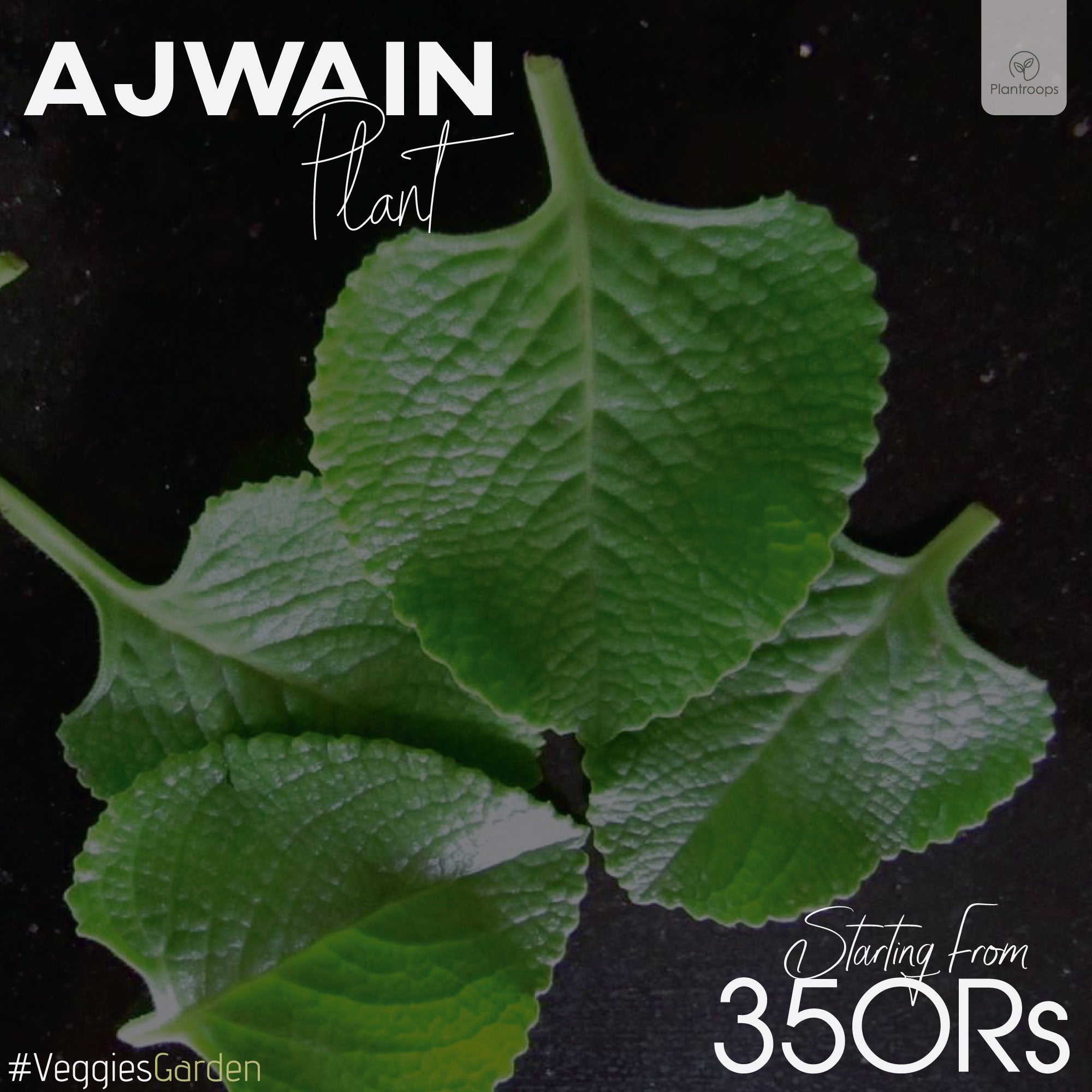 Ajwain Plant