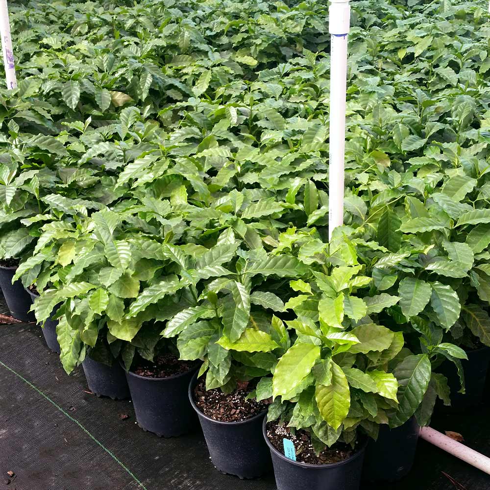 Coffee Excelsa Plant