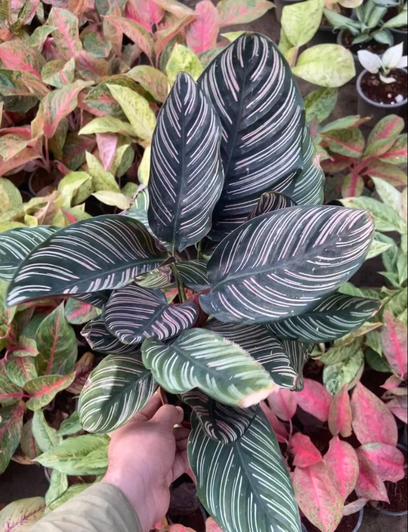 Pin-Strip Calathea Plant