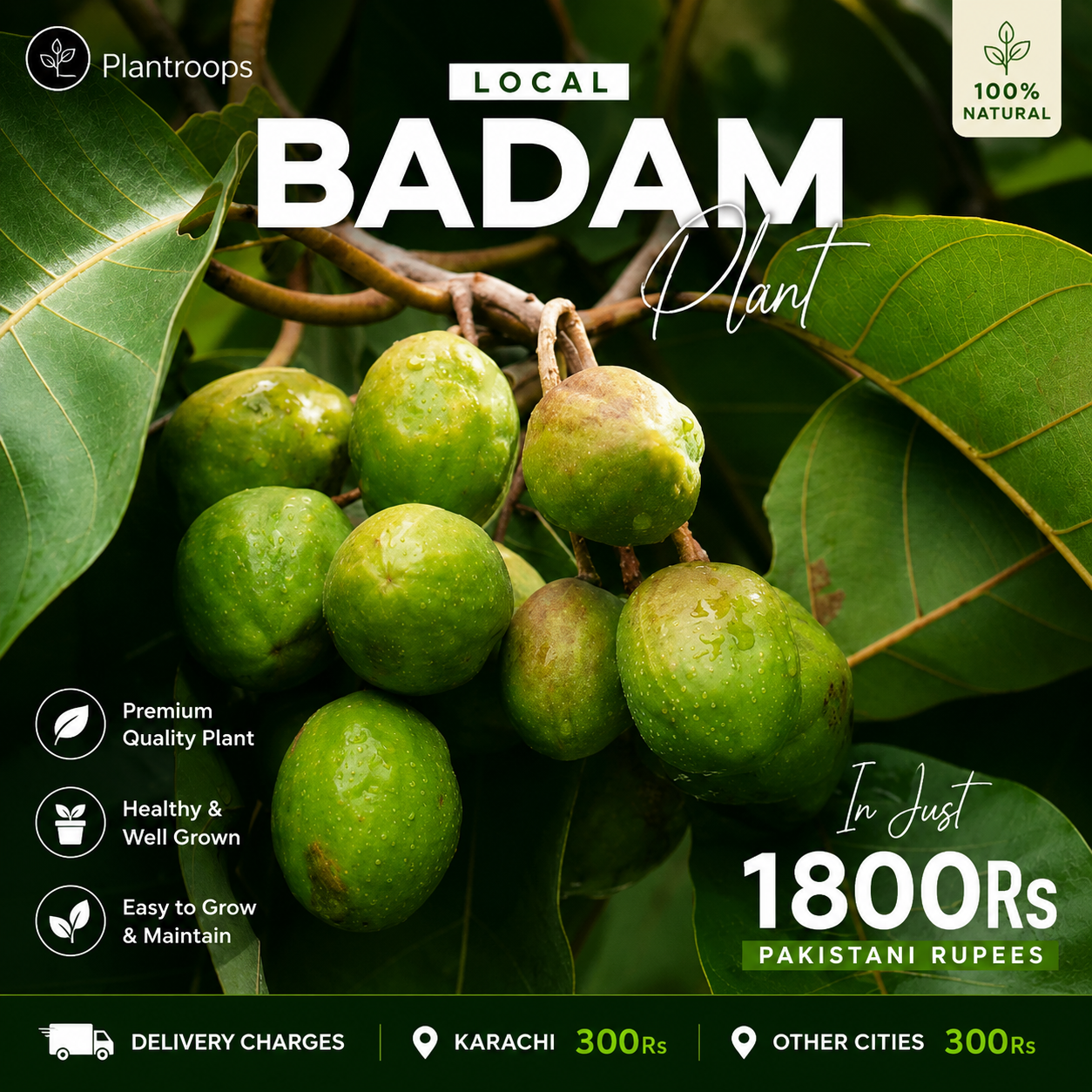 Desi Indian Almond Tree (Red - Terminalia Plant) for Sale || لال بادام ...