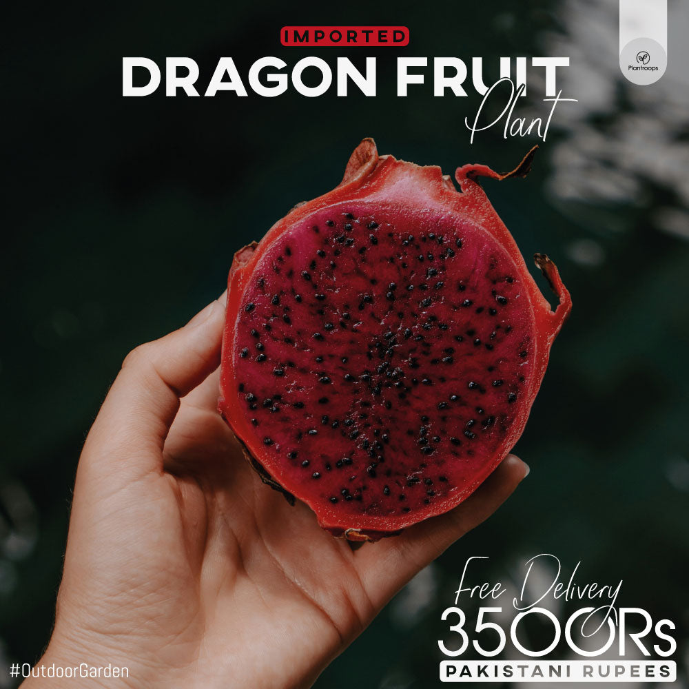 Hybrid Dragon Fruit Imported Plant