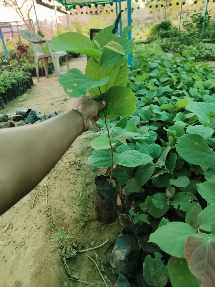 Faalsa Plant || Phalsa Plant || Grewia asiatica – Plantroops