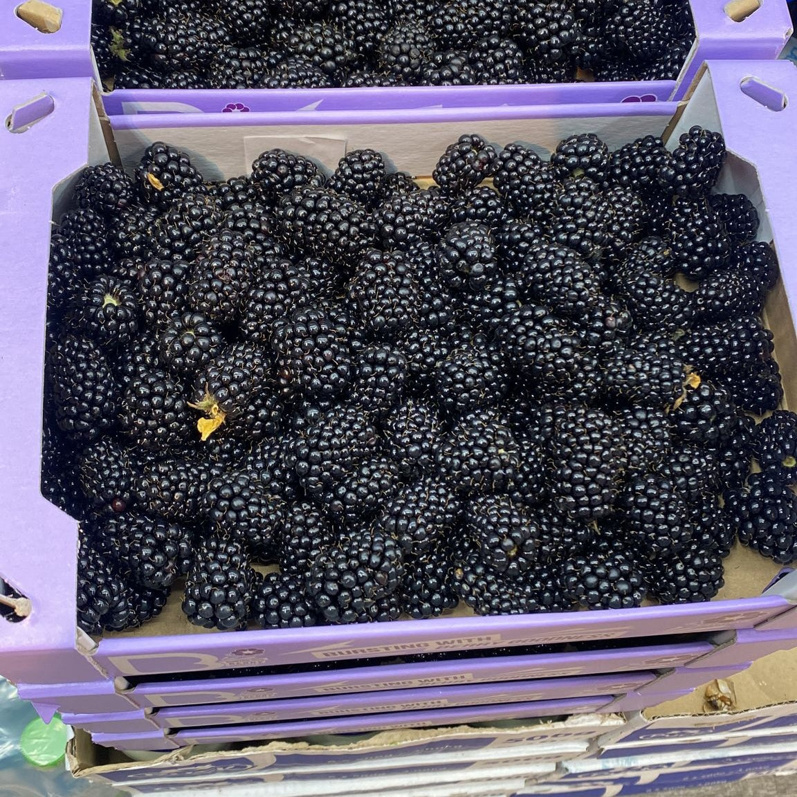 Fresh Blackberries Fruit