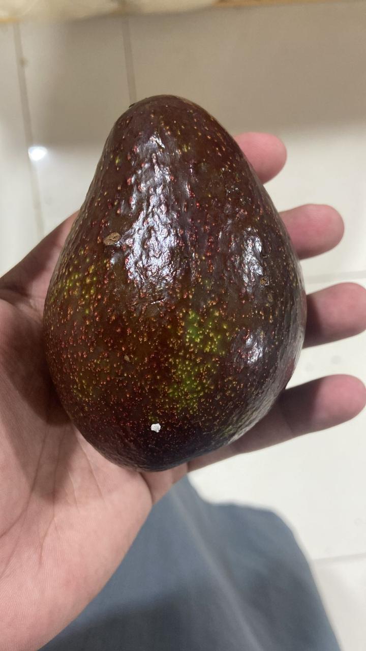 Kin Yan Avocado Fresh Kenya Avocado Fruit – Plantroops