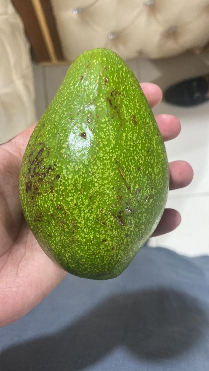 Kin Yan Avocado Fresh Kenya Avocado Fruit – Plantroops