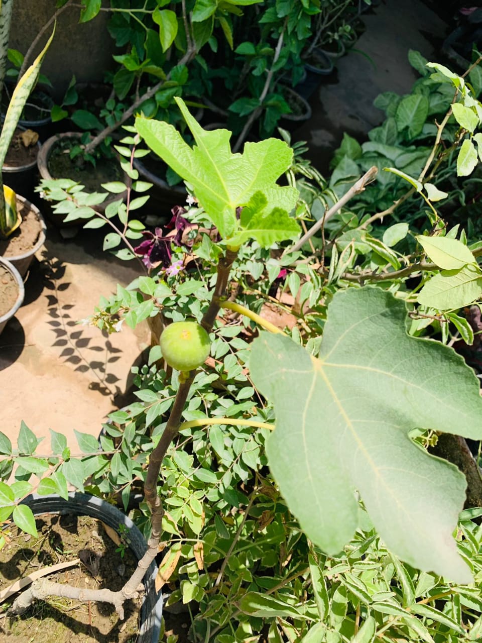 Hybrid Figs Plant