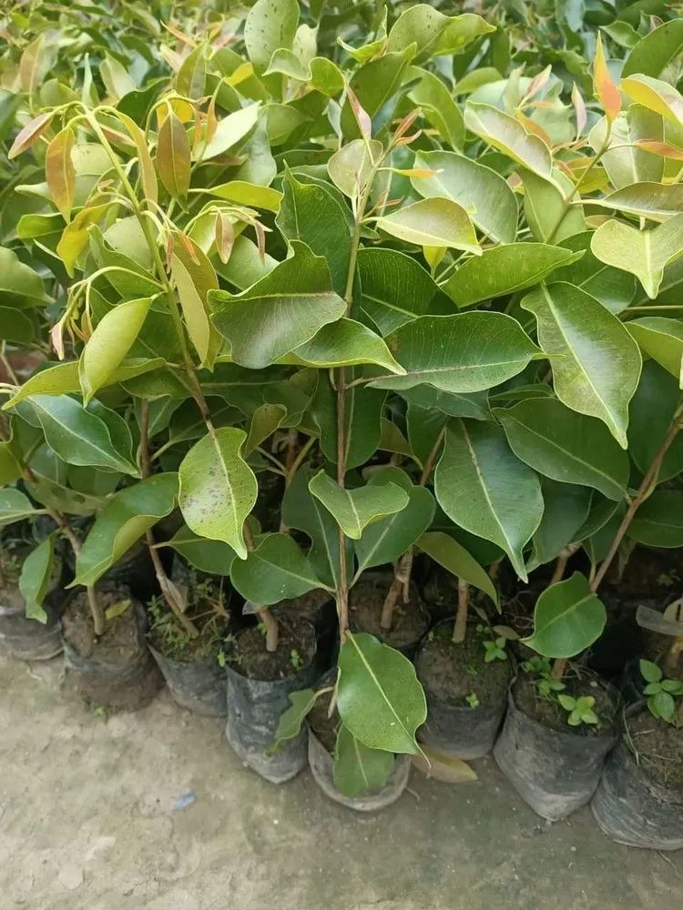 Java Plum Sapling Jaman Plant || Java plum Plant || black plum Tree – Plantroops