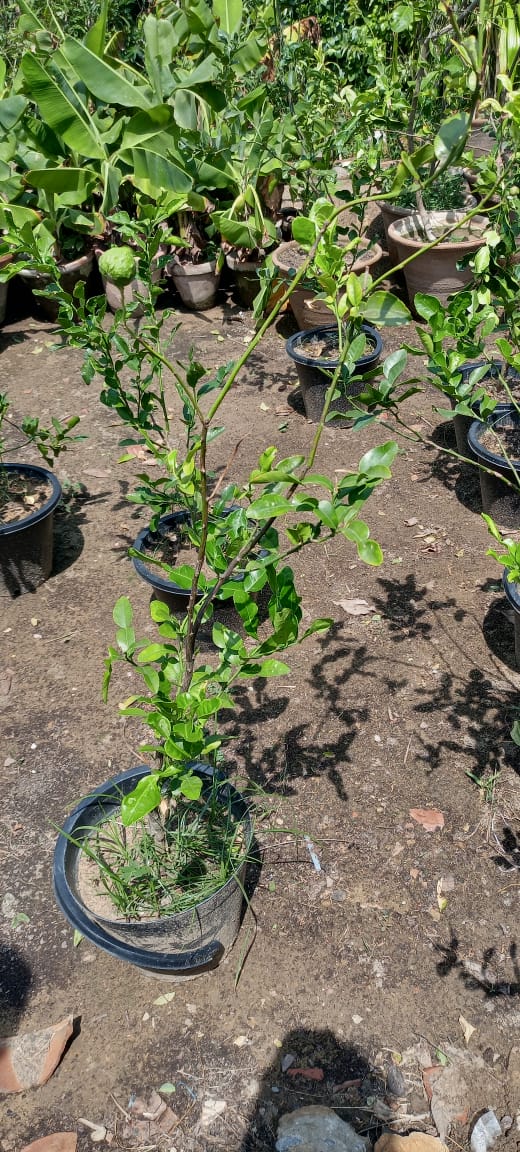 Kaffir Lime Plant