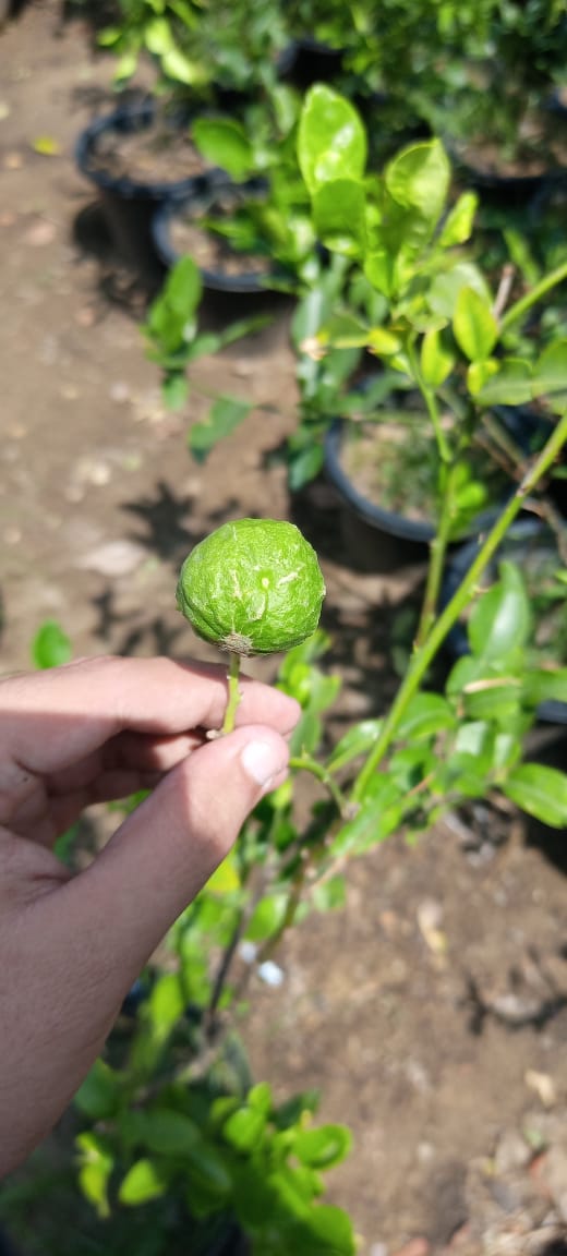 Kaffir Lime Plant