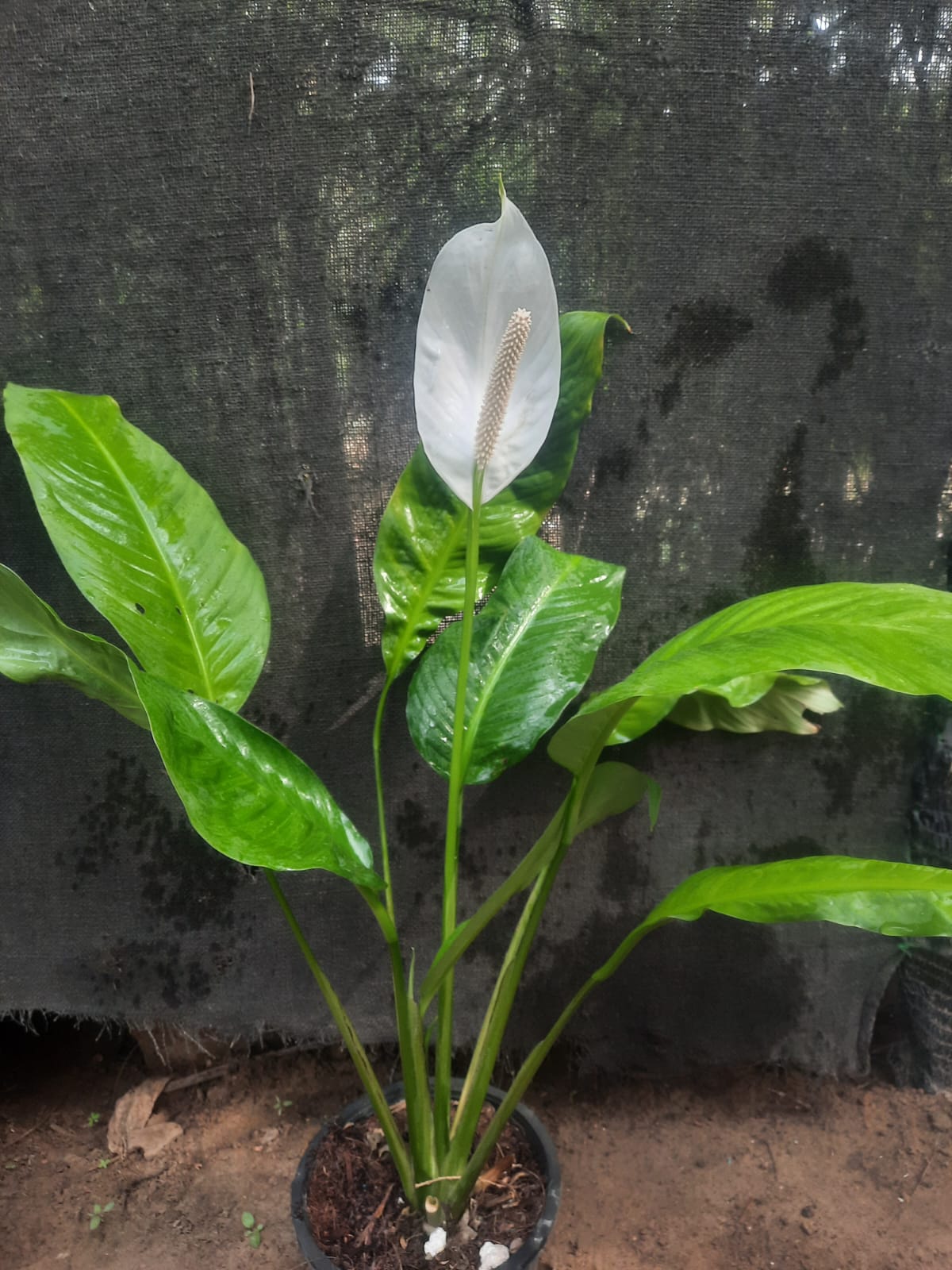 PEACE LILY Plant