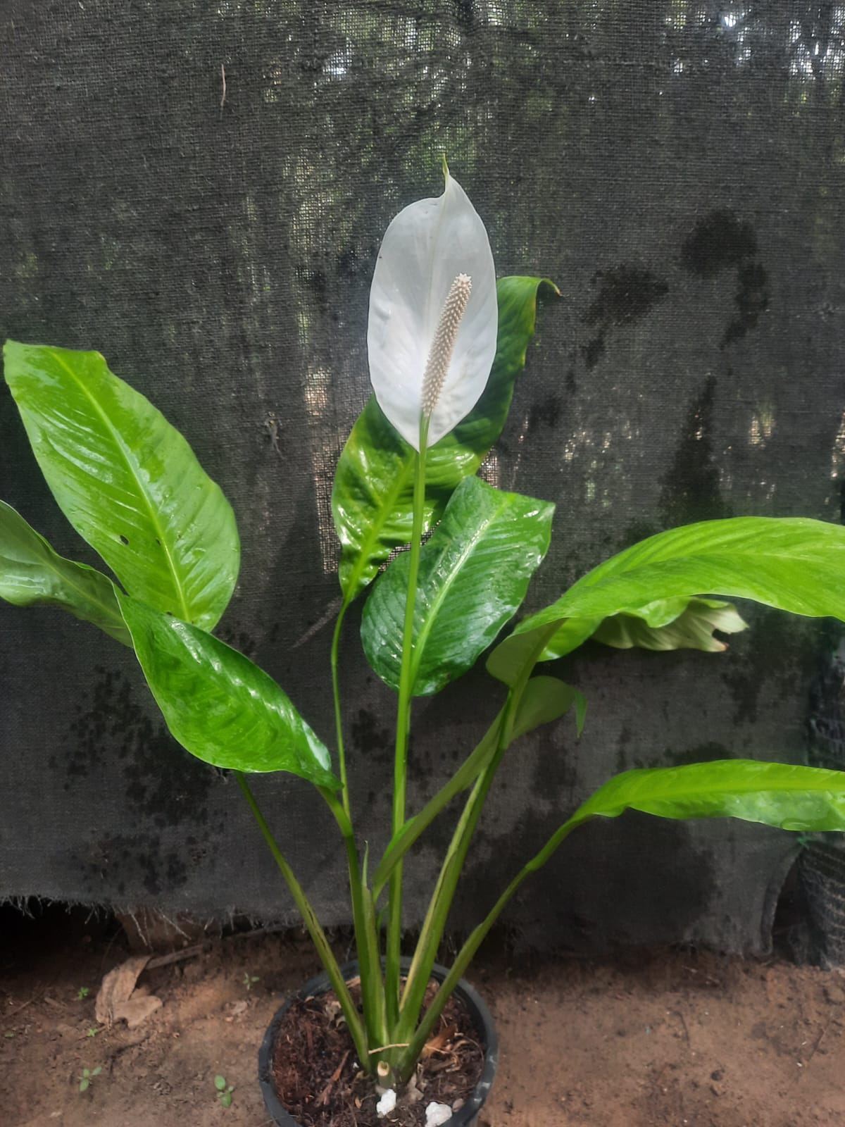 peace lily plant price in india PEACE LILY Plant – Plantroops