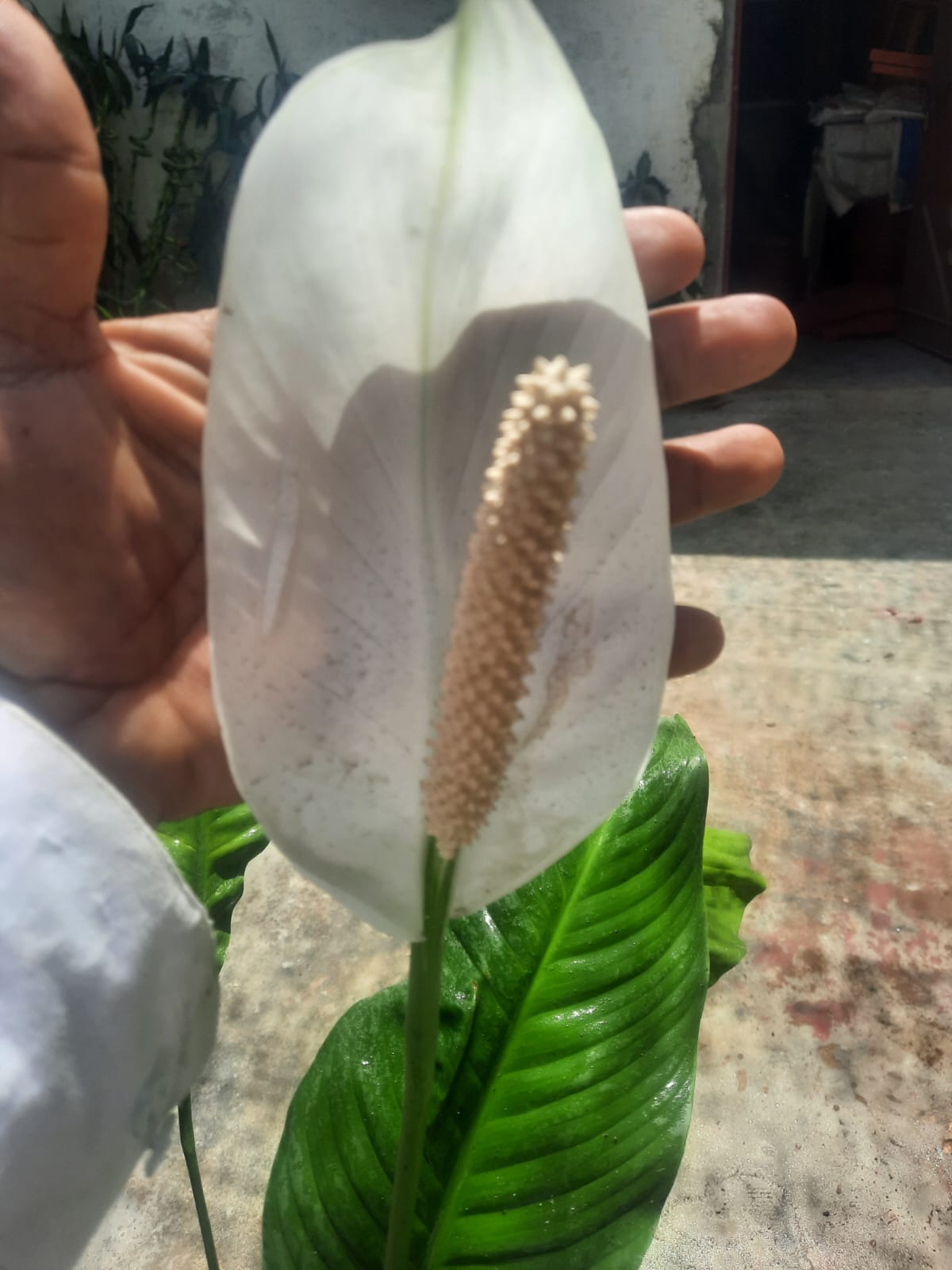 PEACE LILY Plant