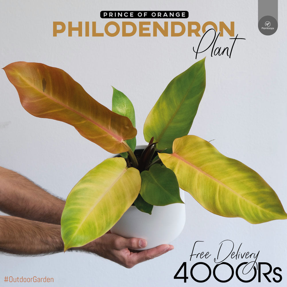 Philodendron Prince of Sunlight