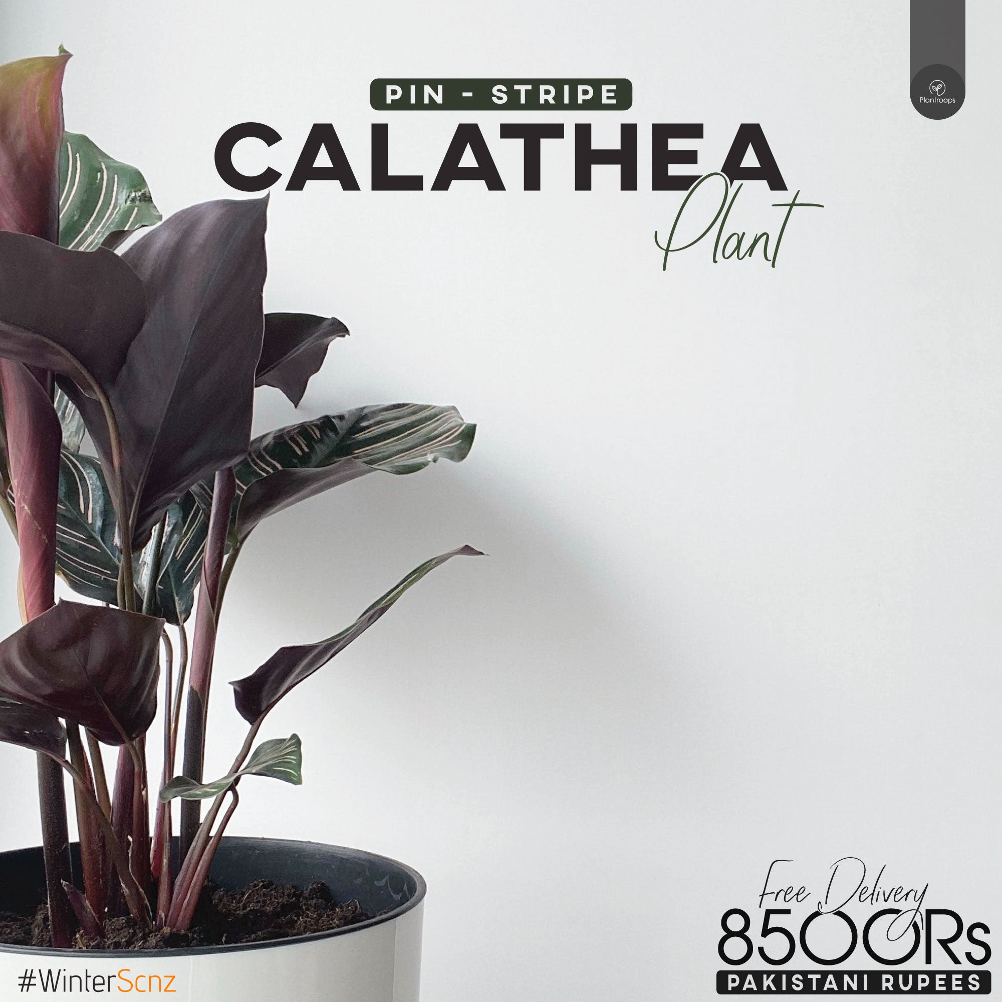 Pin-Strip Calathea Plant