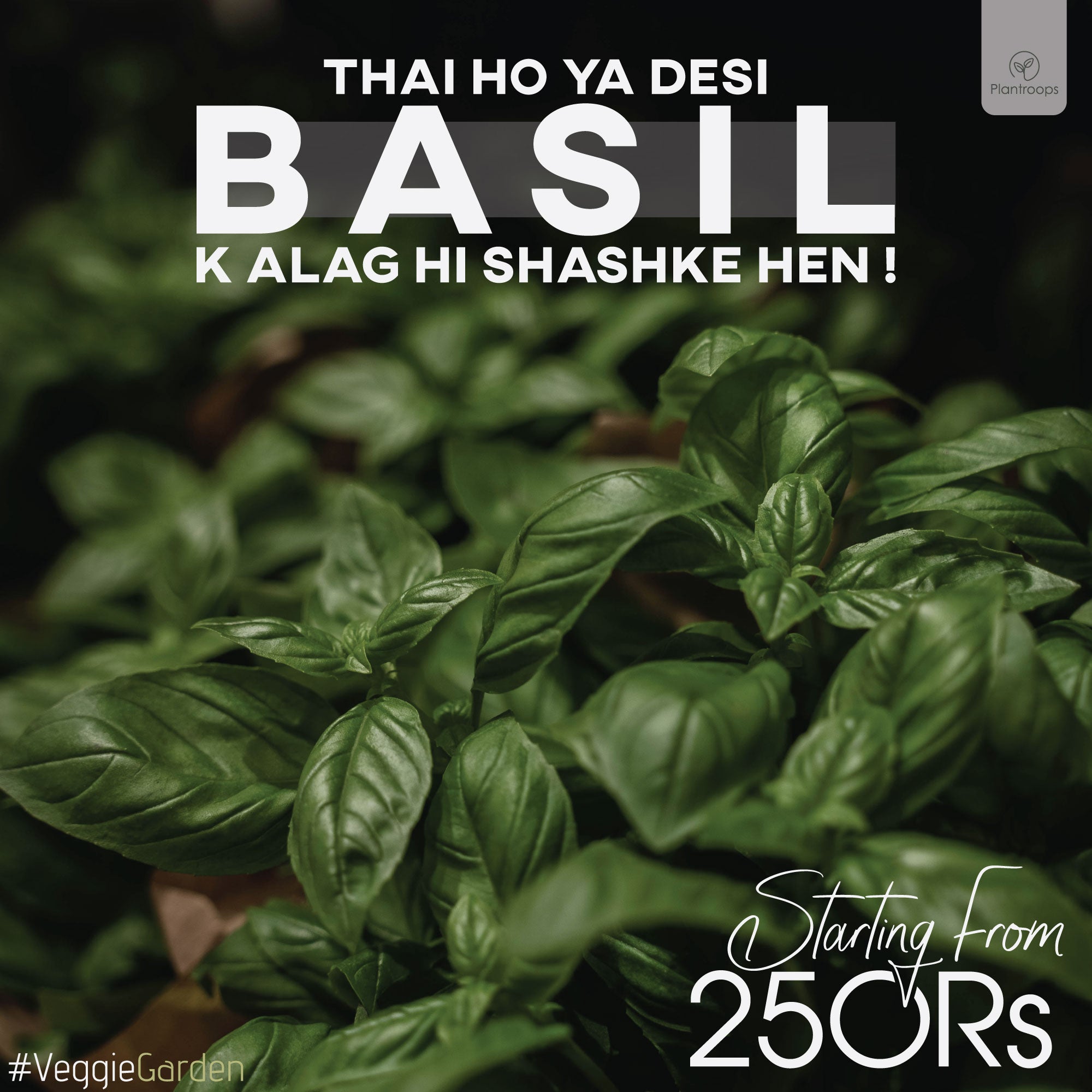 Basil Plant