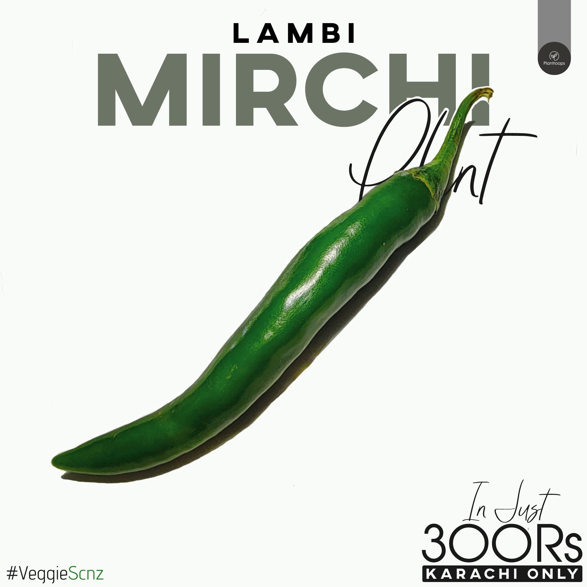 Lambi Mirch Plant