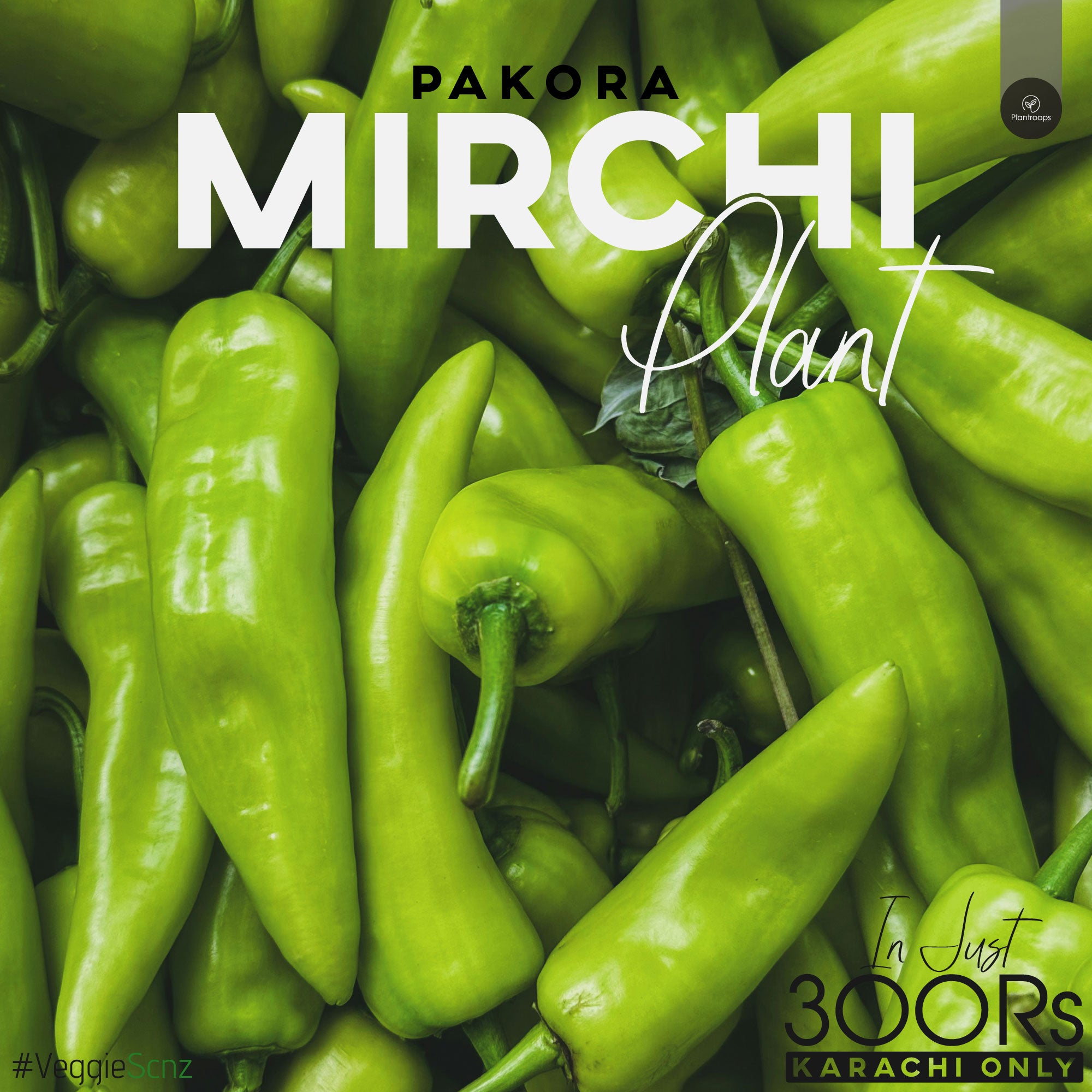 Pakora Mirch Plant