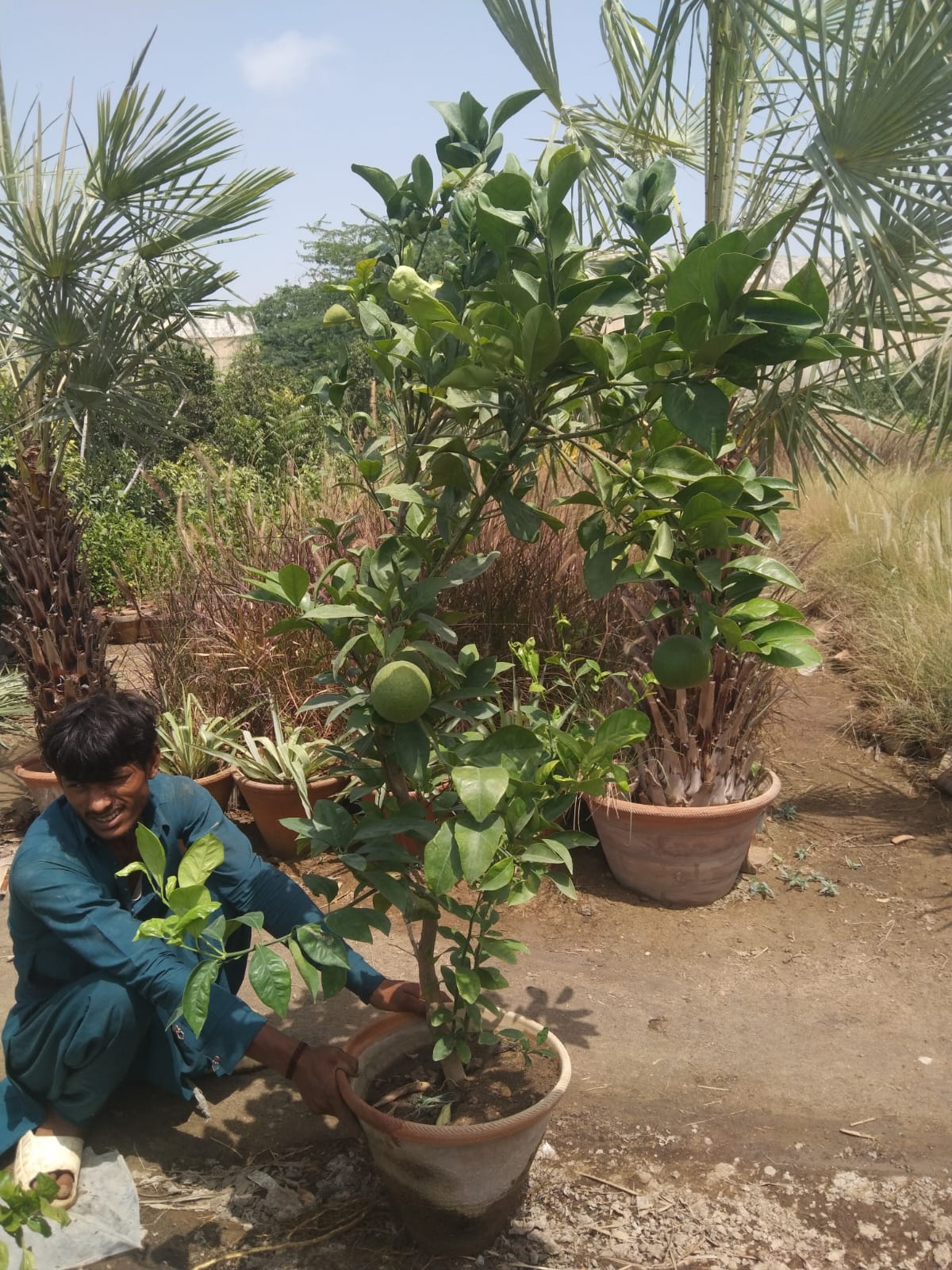 Kinu Plant