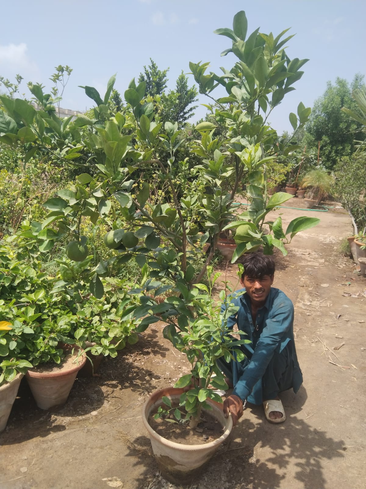 Kinu Plant