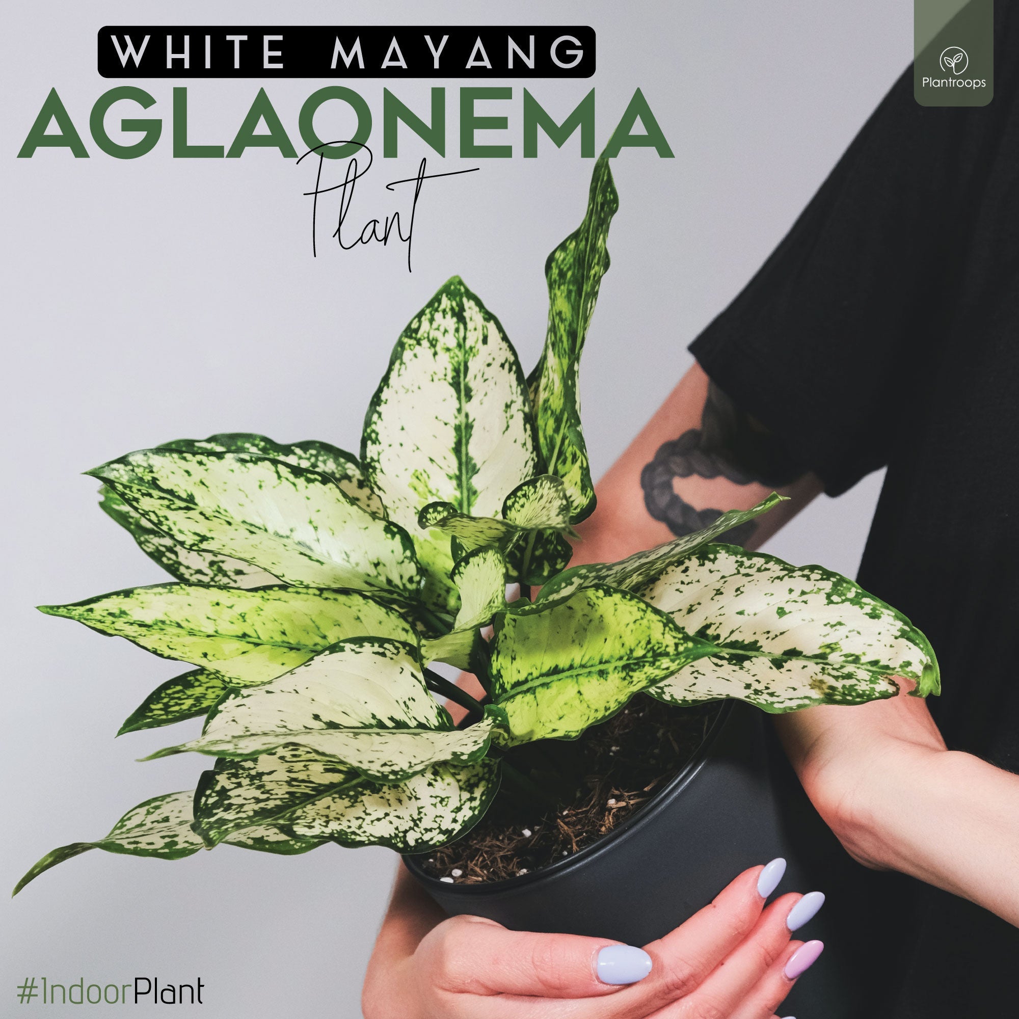 Aglaonema White Mayang (Imported)