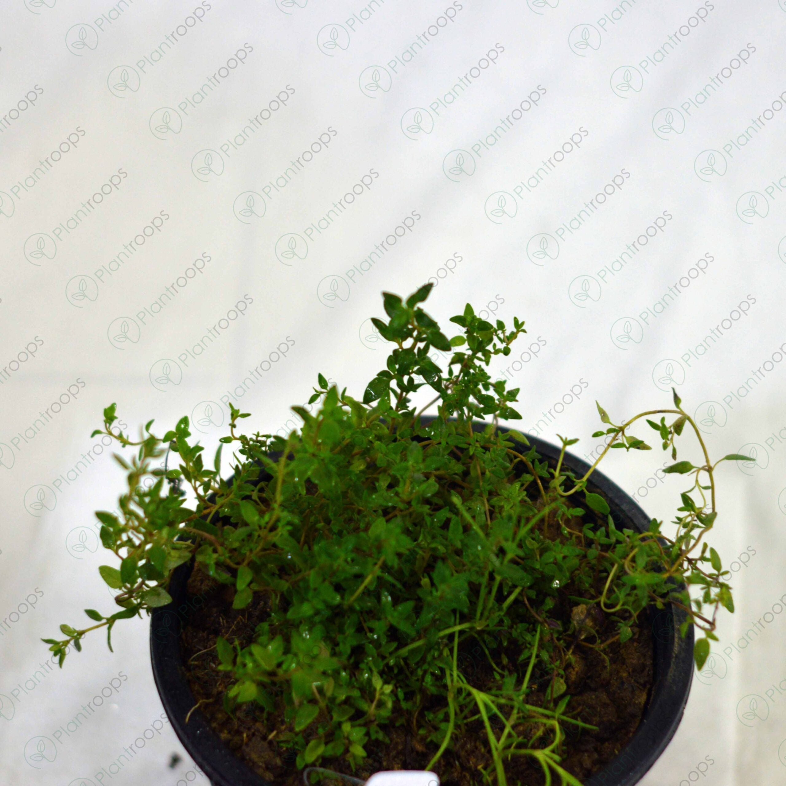 Thyme Plant