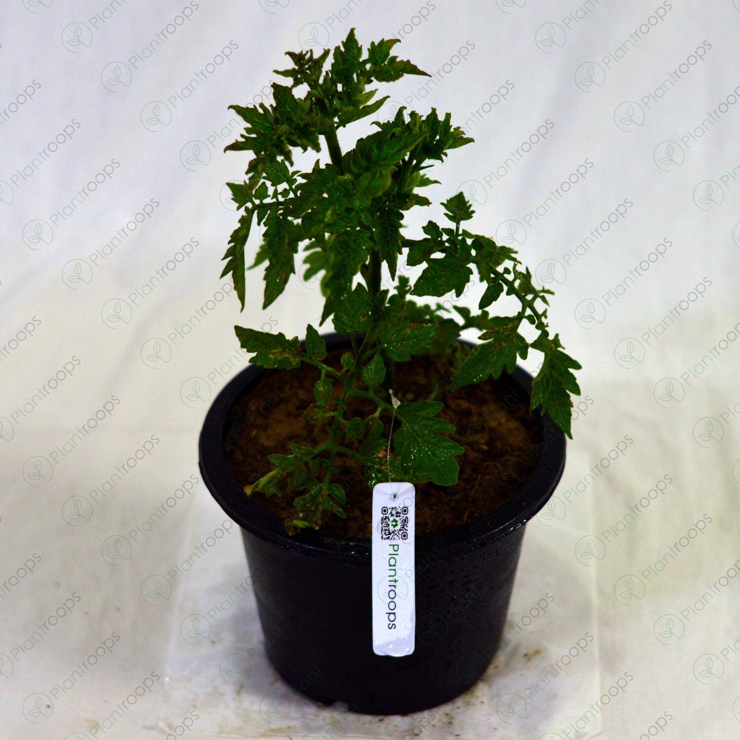 Hybrid Cherry Tomato Plant