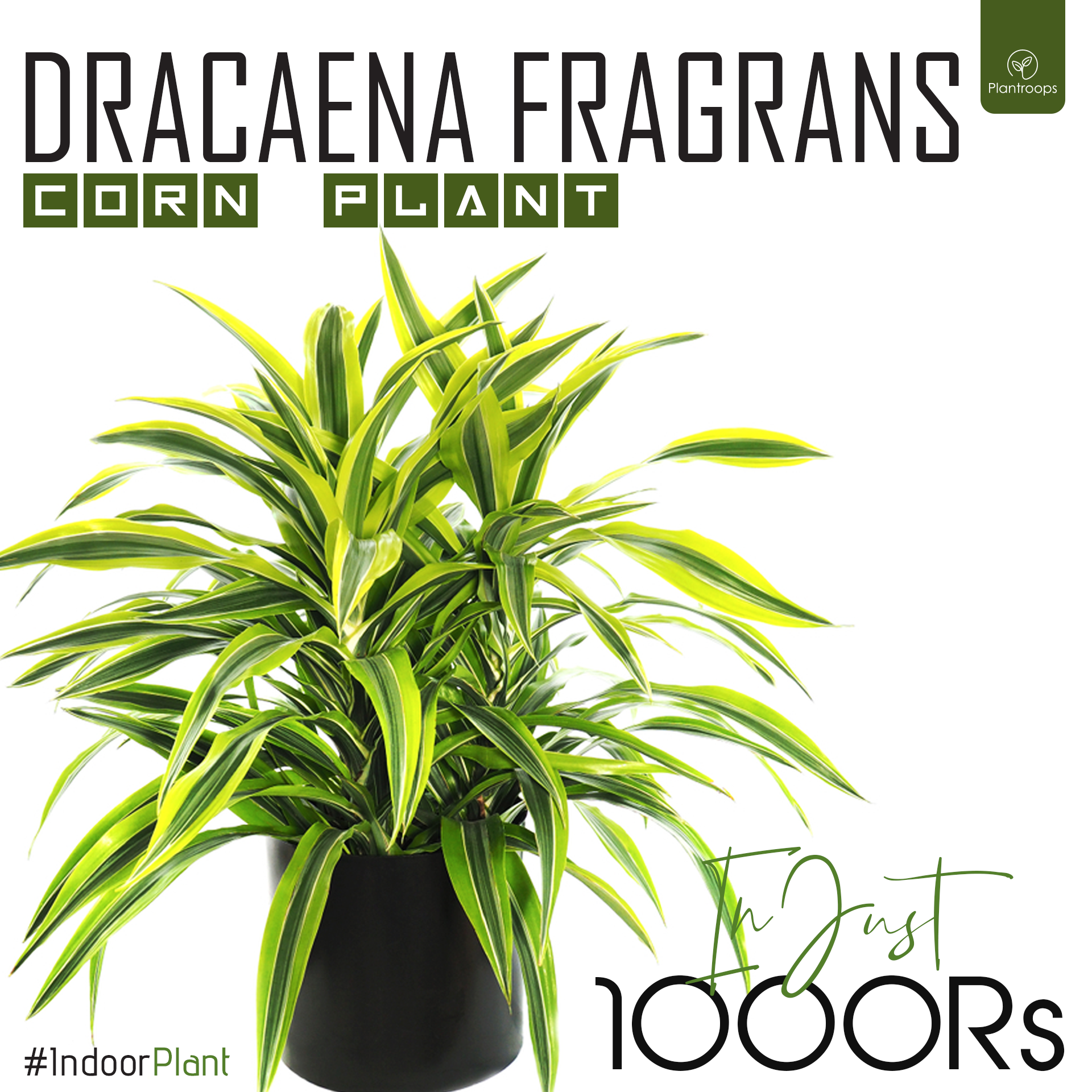 DRACAENA FRAGRANS CORN PLANT