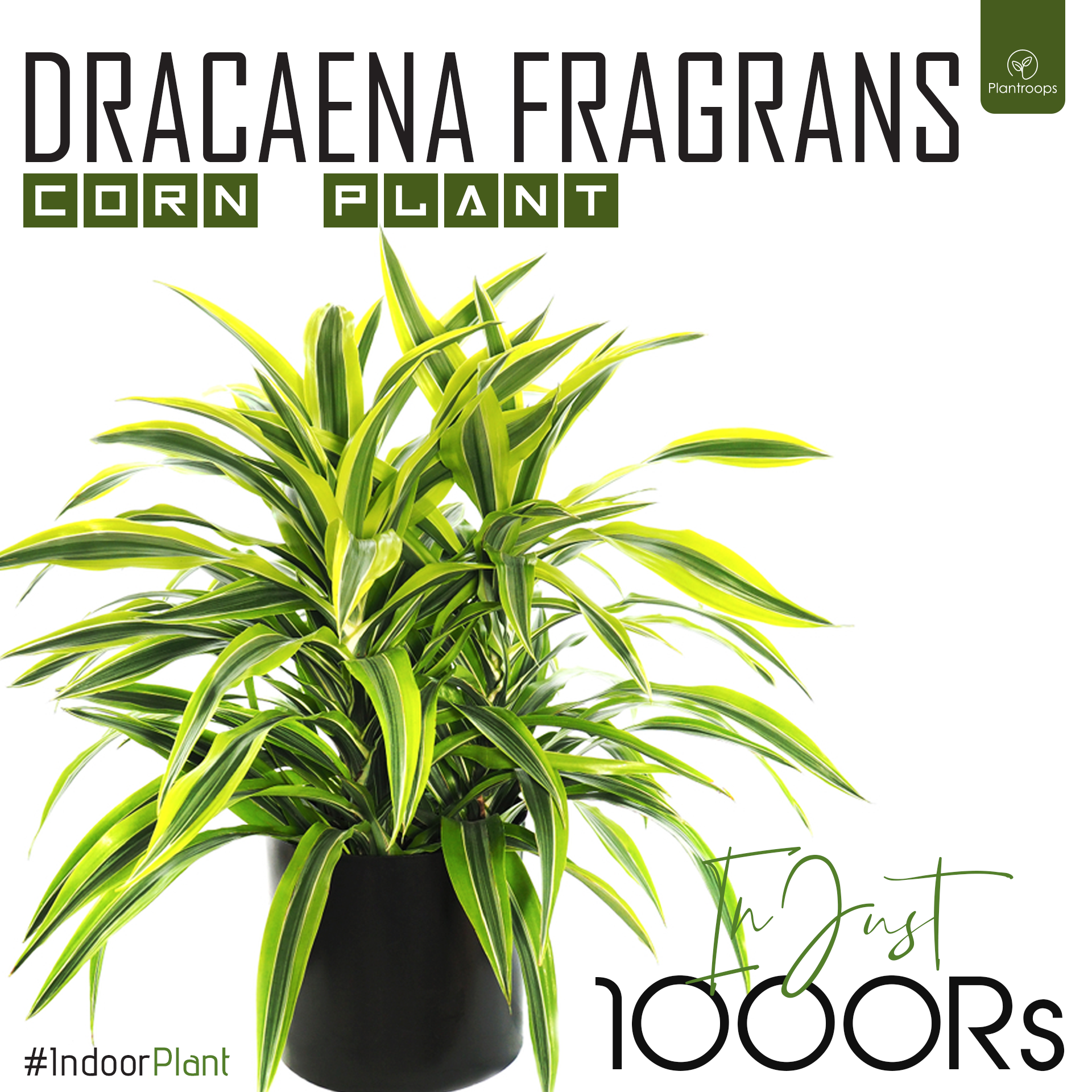 dracaena fragrans ingrijire DRACAENA FRAGRANS CORN PLANT – Plantroops