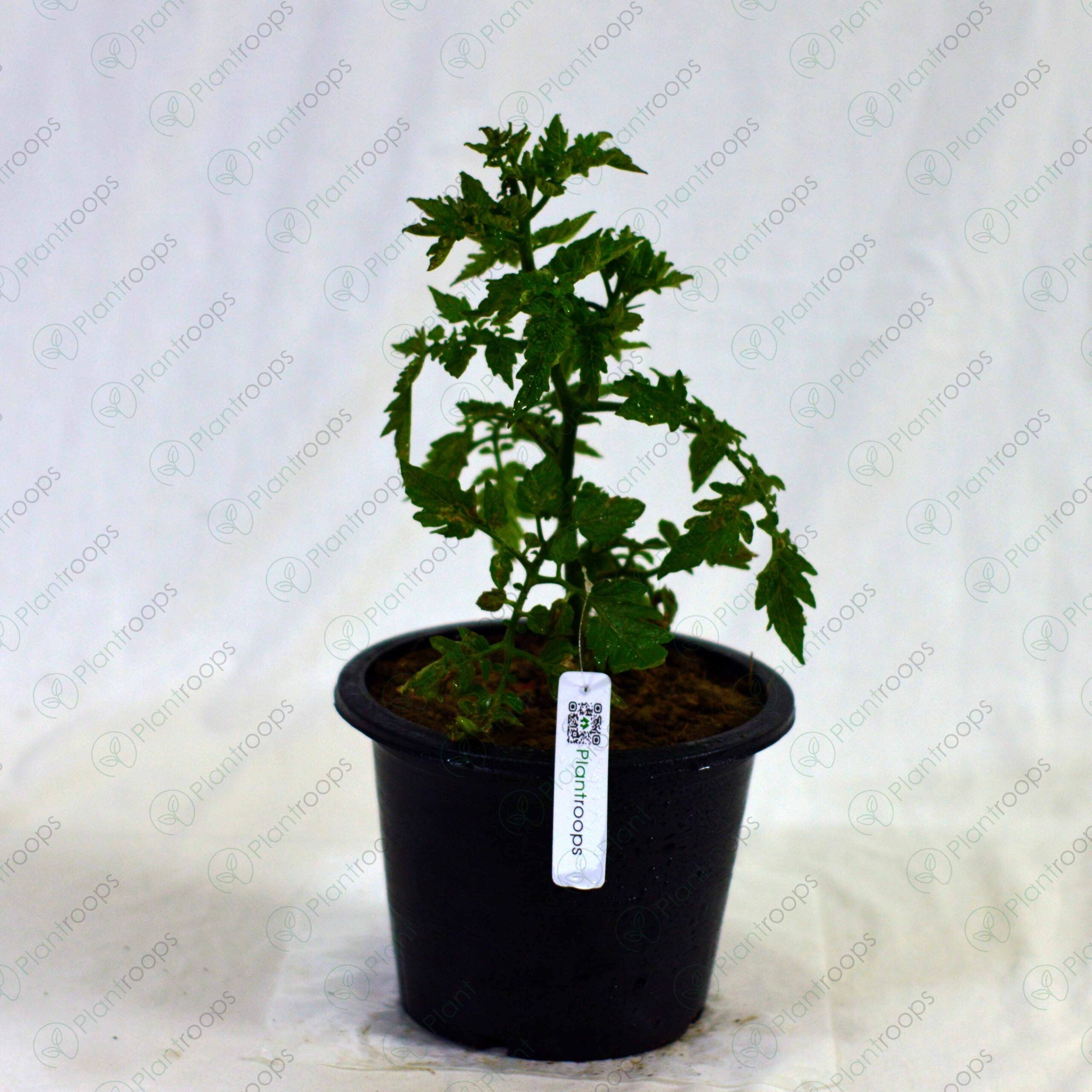 Hybrid Cherry Tomato Plant