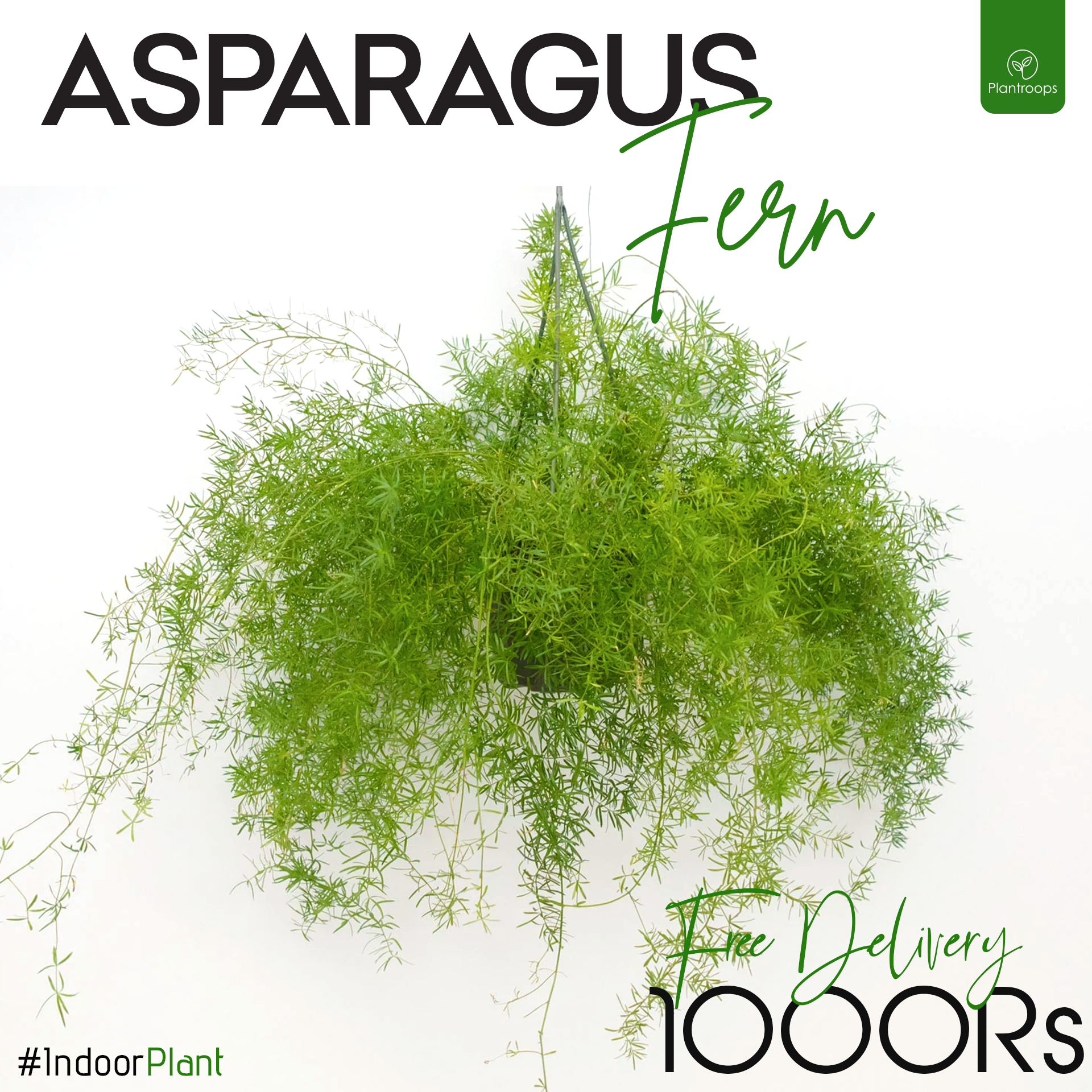 Asparagus Fern