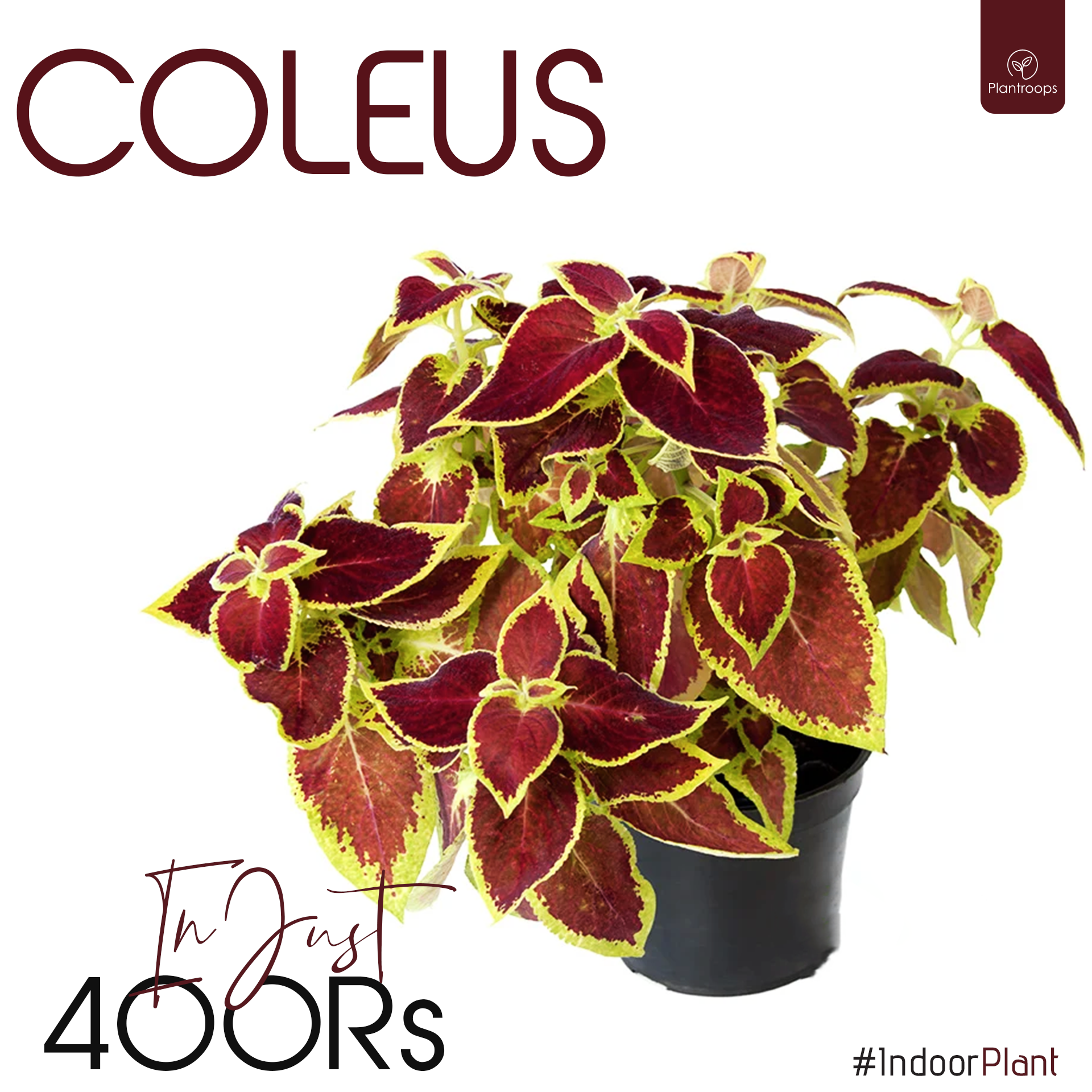 COLEUS PLANT