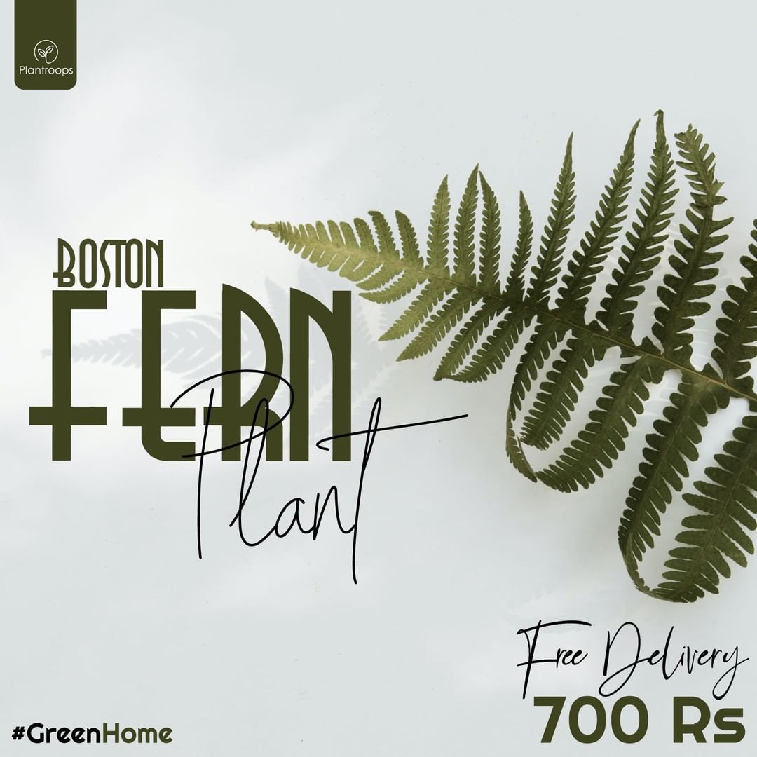 Boston fern || Sword Fern – Plantroops