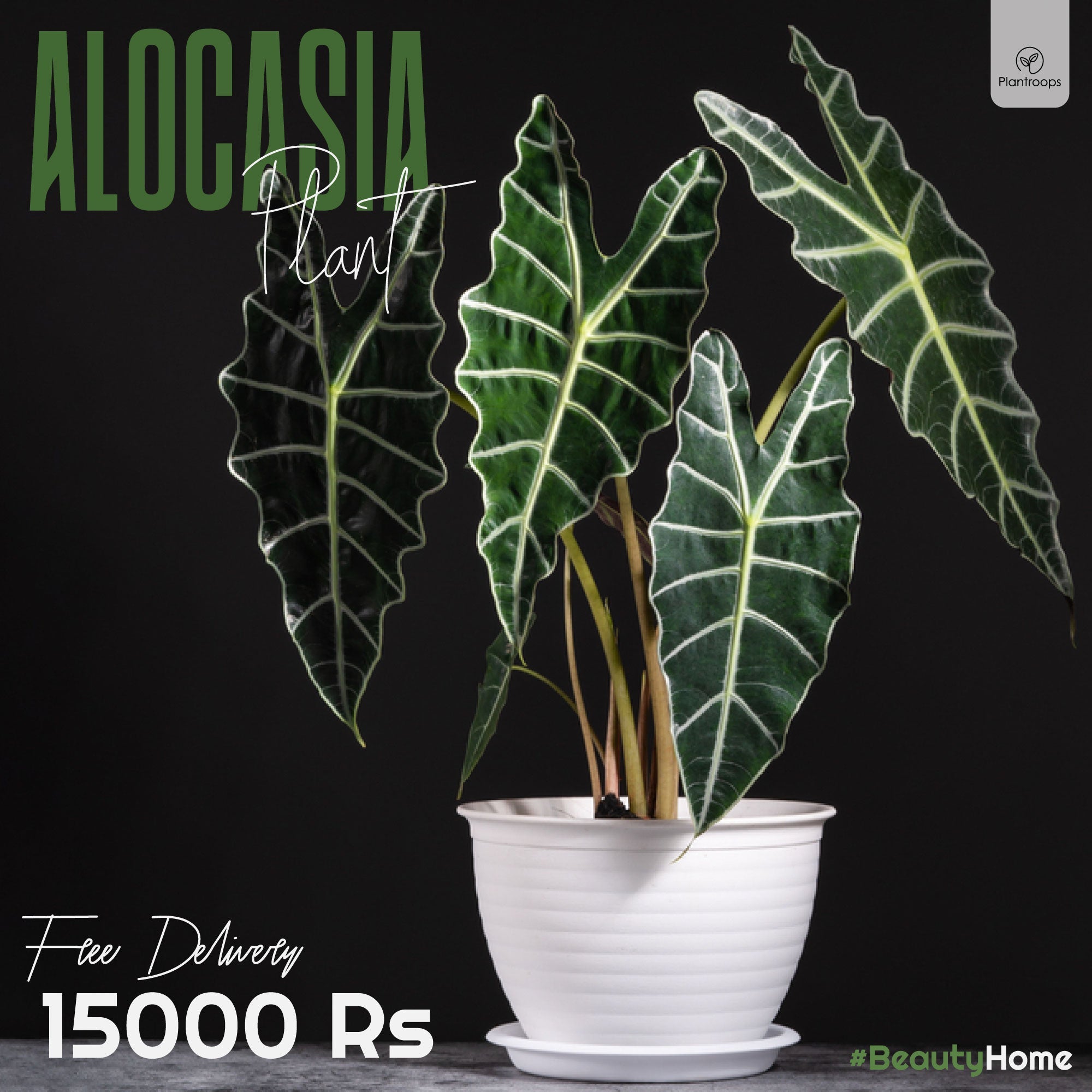 Alocasia Plant (Imported)