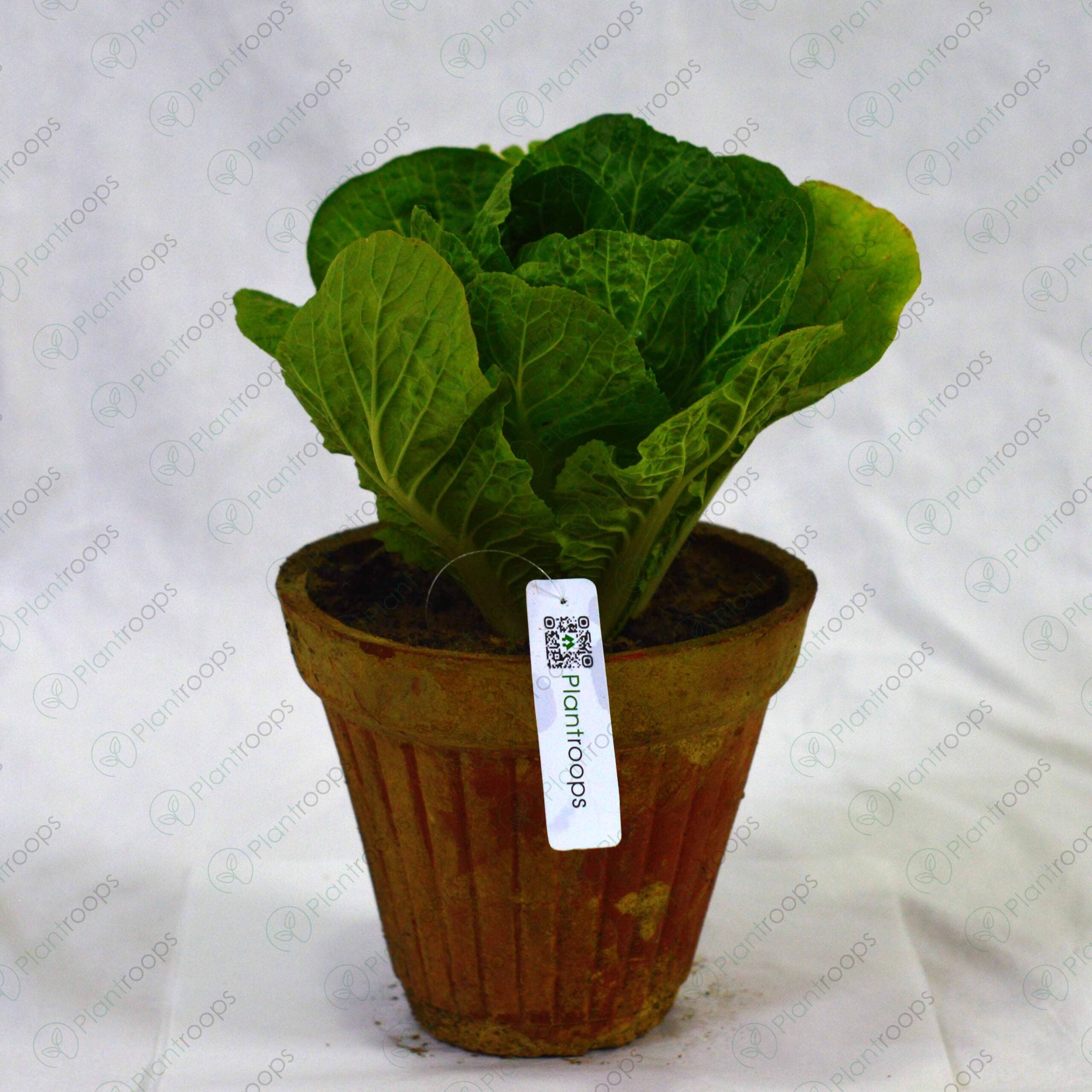 Veggie Bundle 2.0 (10 Plants)