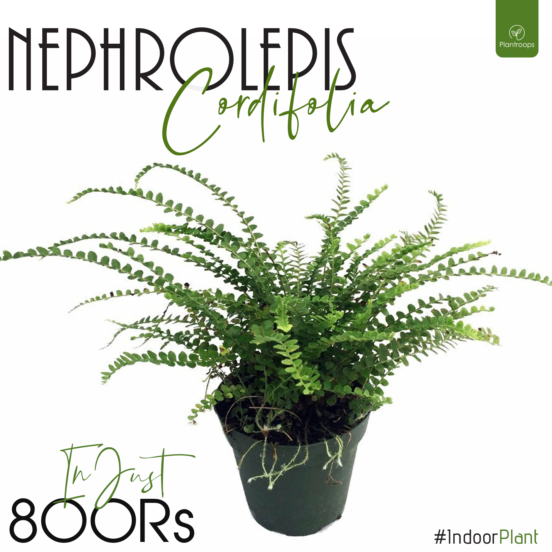 NEPHROLEPHIS PLANT