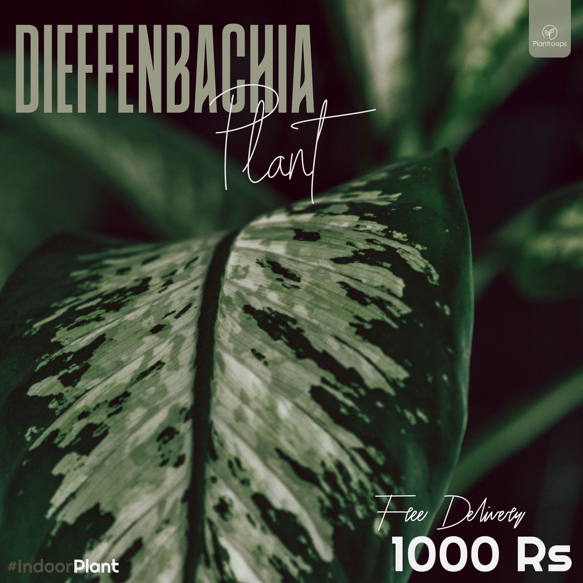 Buy Dieffenbachia Plant