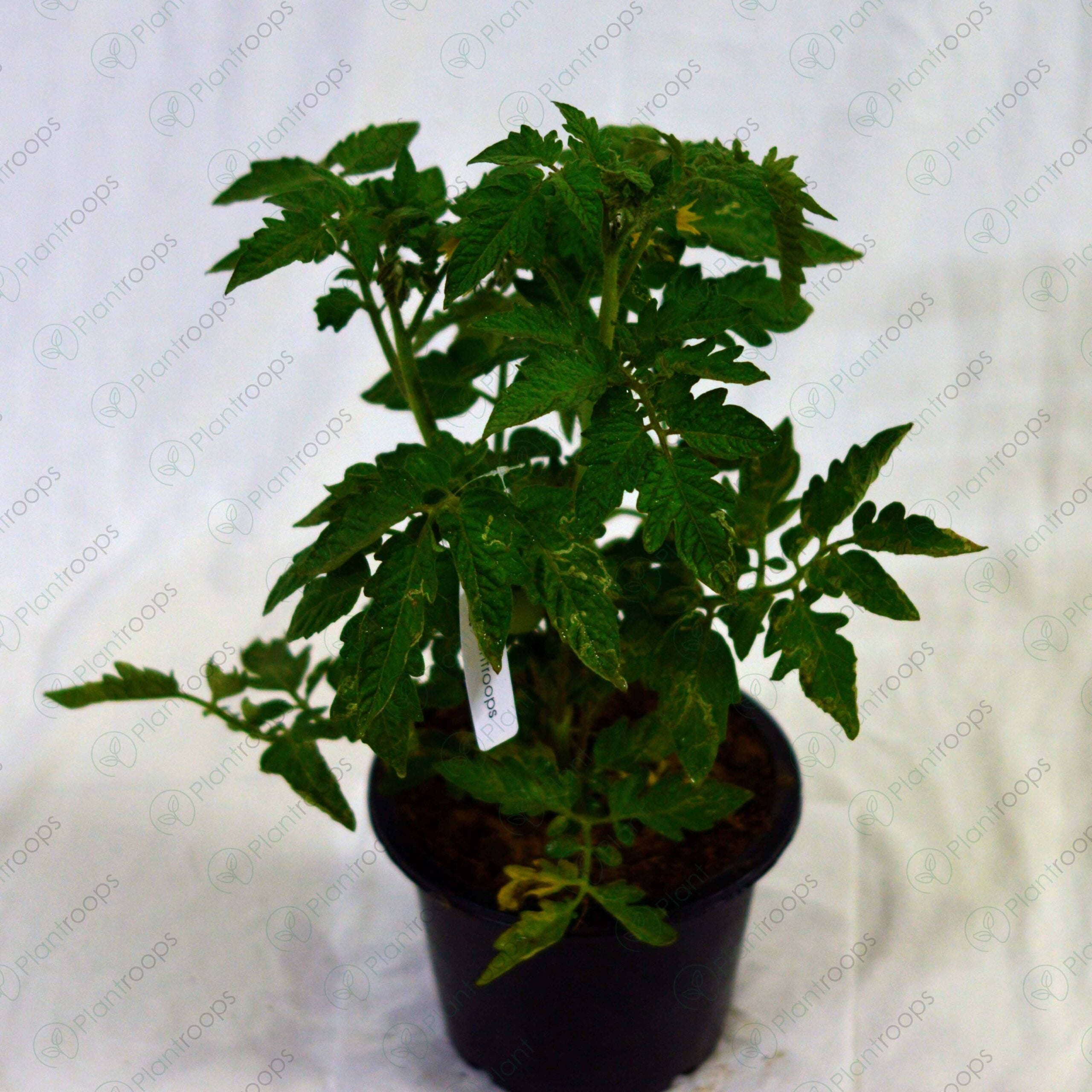F1 Hybrid Tomato Plant