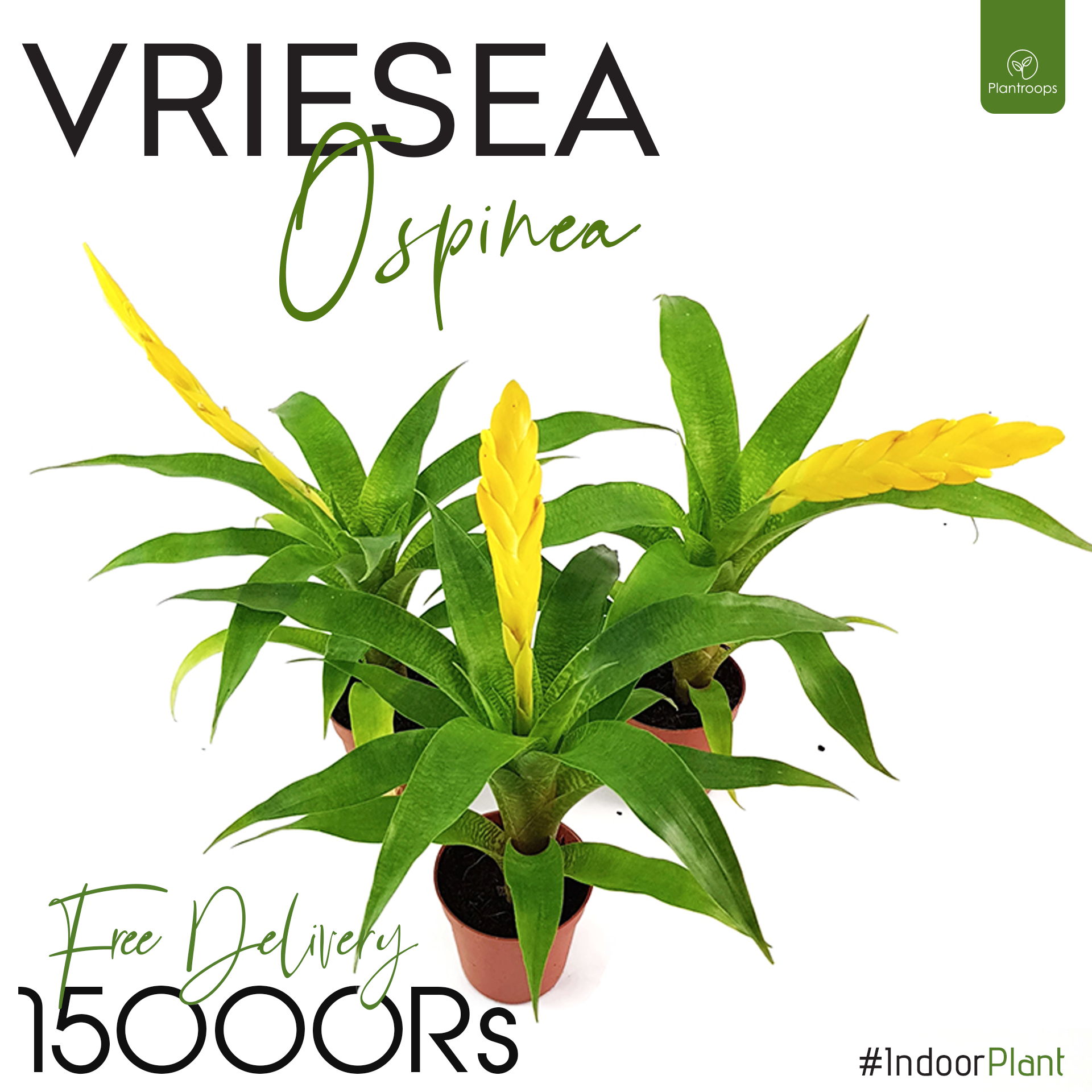 VRIESEA OSPINAE PLANT