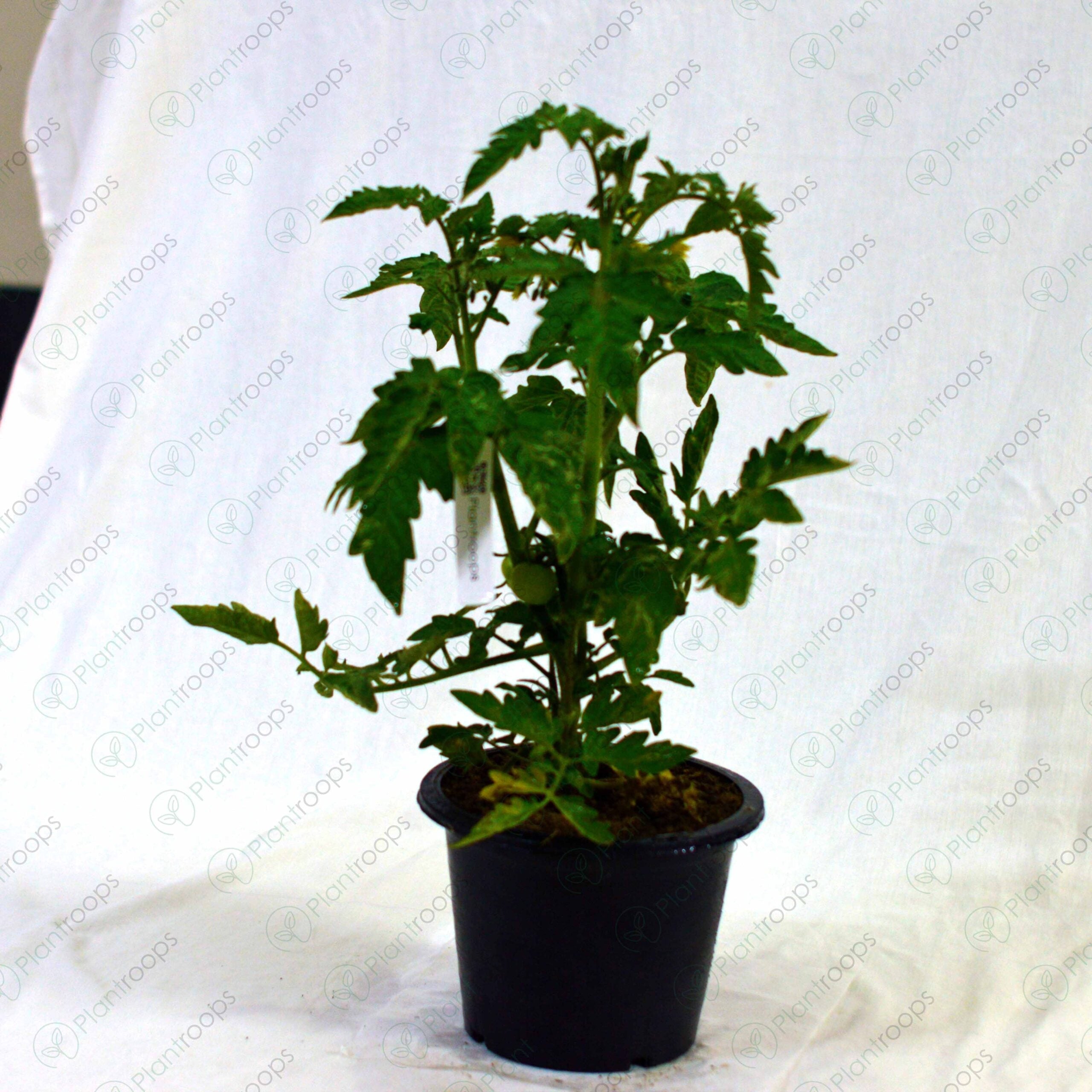 F1 Hybrid Tomato Plant