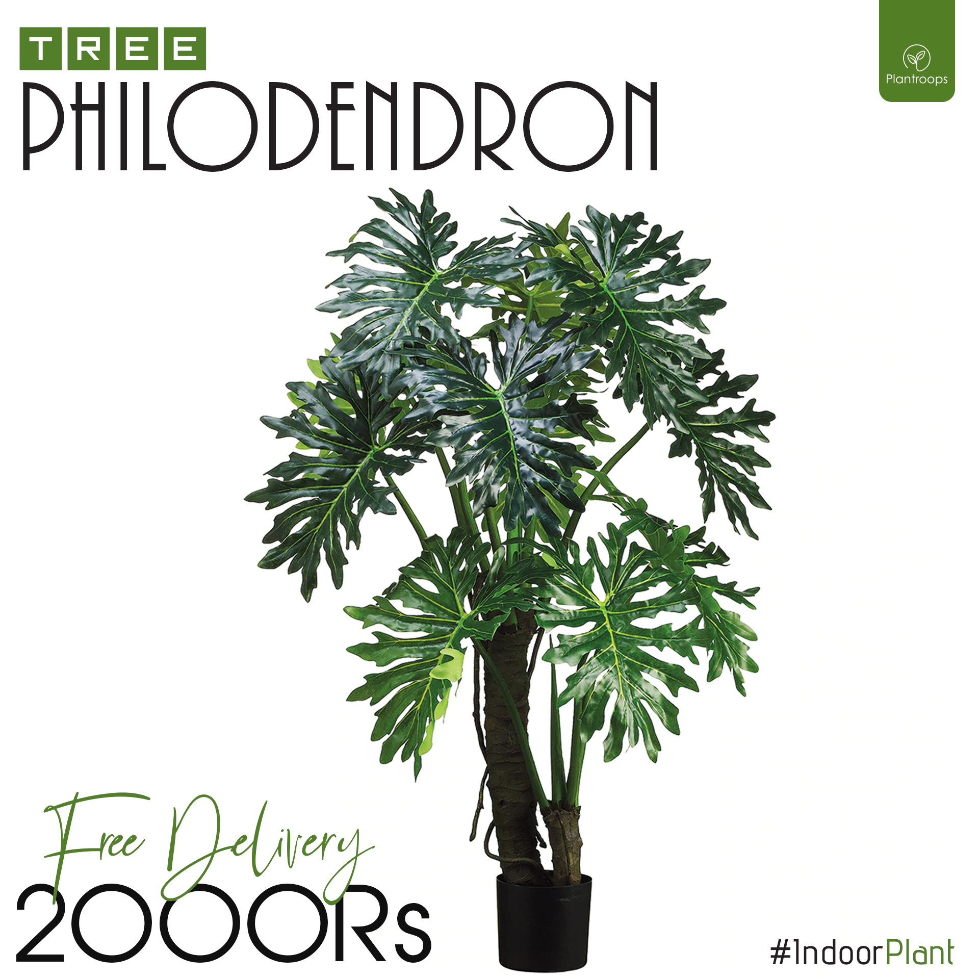TREE PHILODENDRON